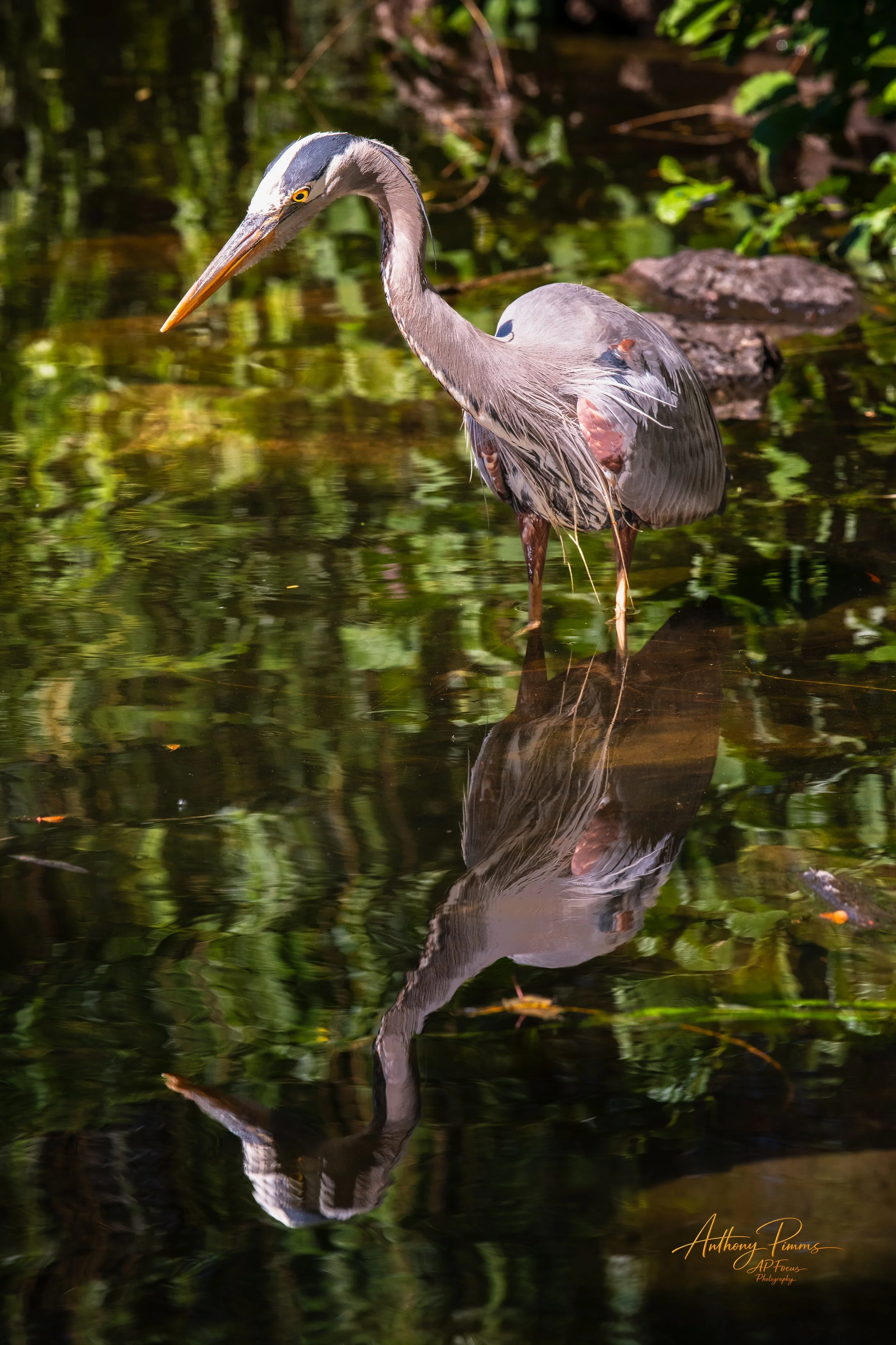 A heron standing in shallow water, with its reflection visible below, surrounded by green foliage.