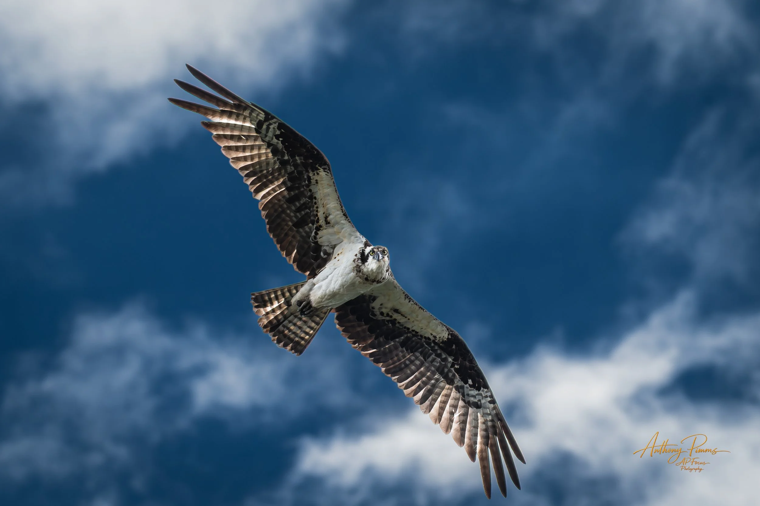 Osprey bird soaring in the sky with dark clouds in the background.