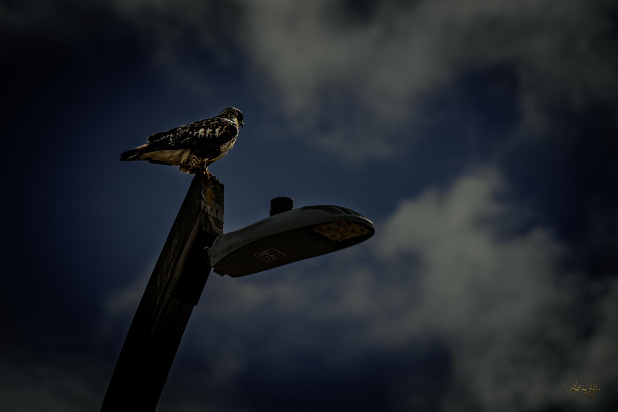 A hawk perched on a streetlight against a cloudy sky during dusk or dawn.