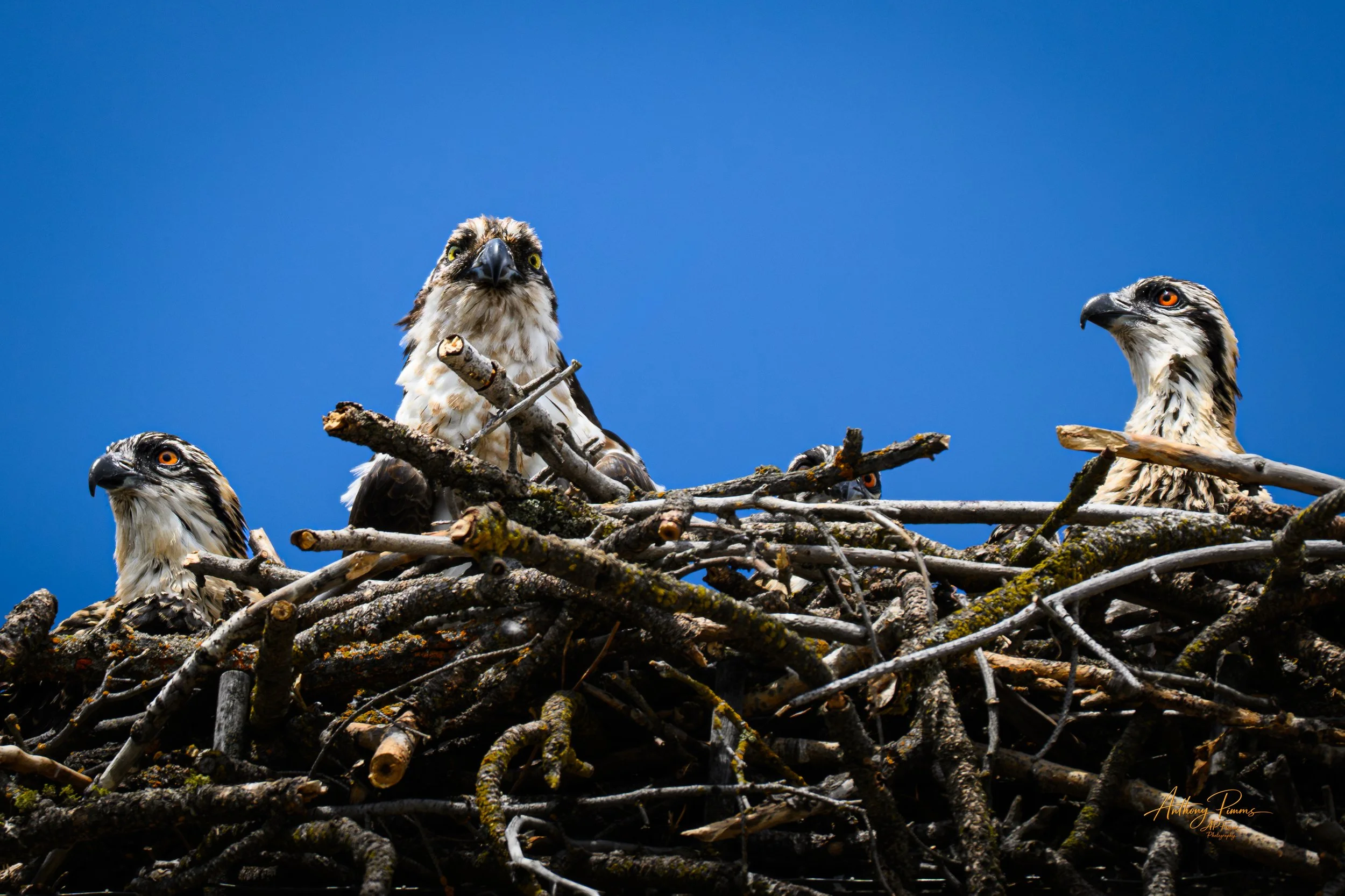 Three hawks perched on a nest made of twigs against a clear blue sky.