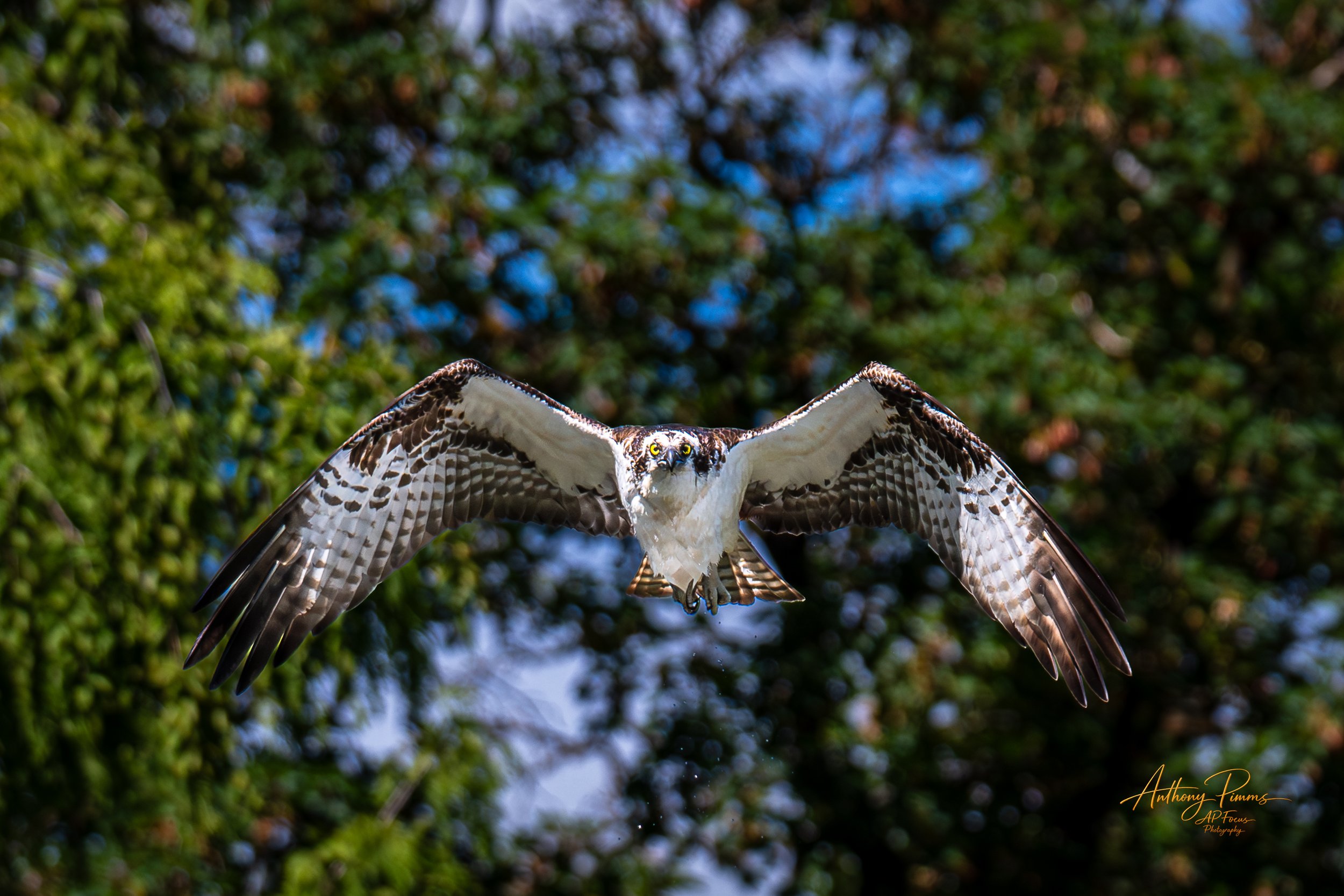 Osprey bird flying with wings spread open, against a background of green trees and blue sky.