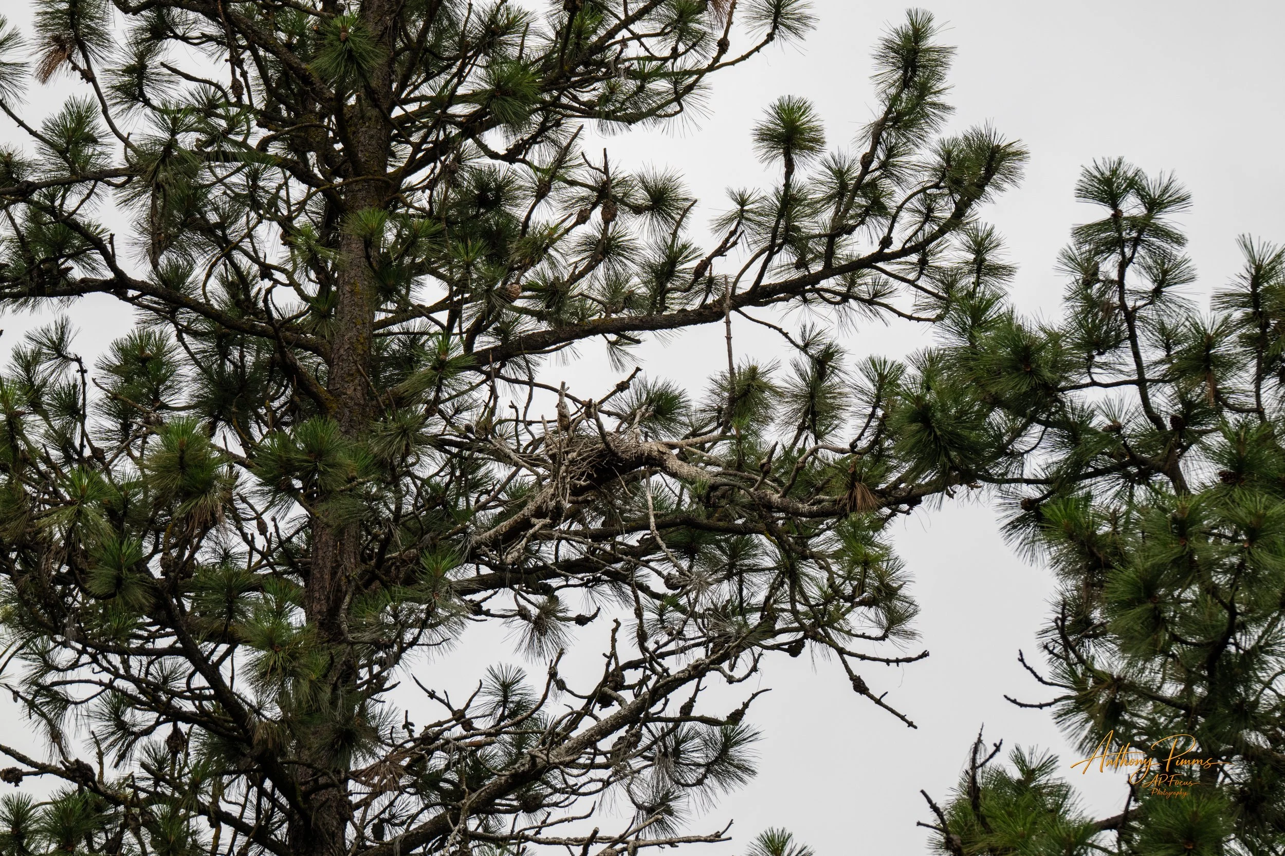 The Nest Remains