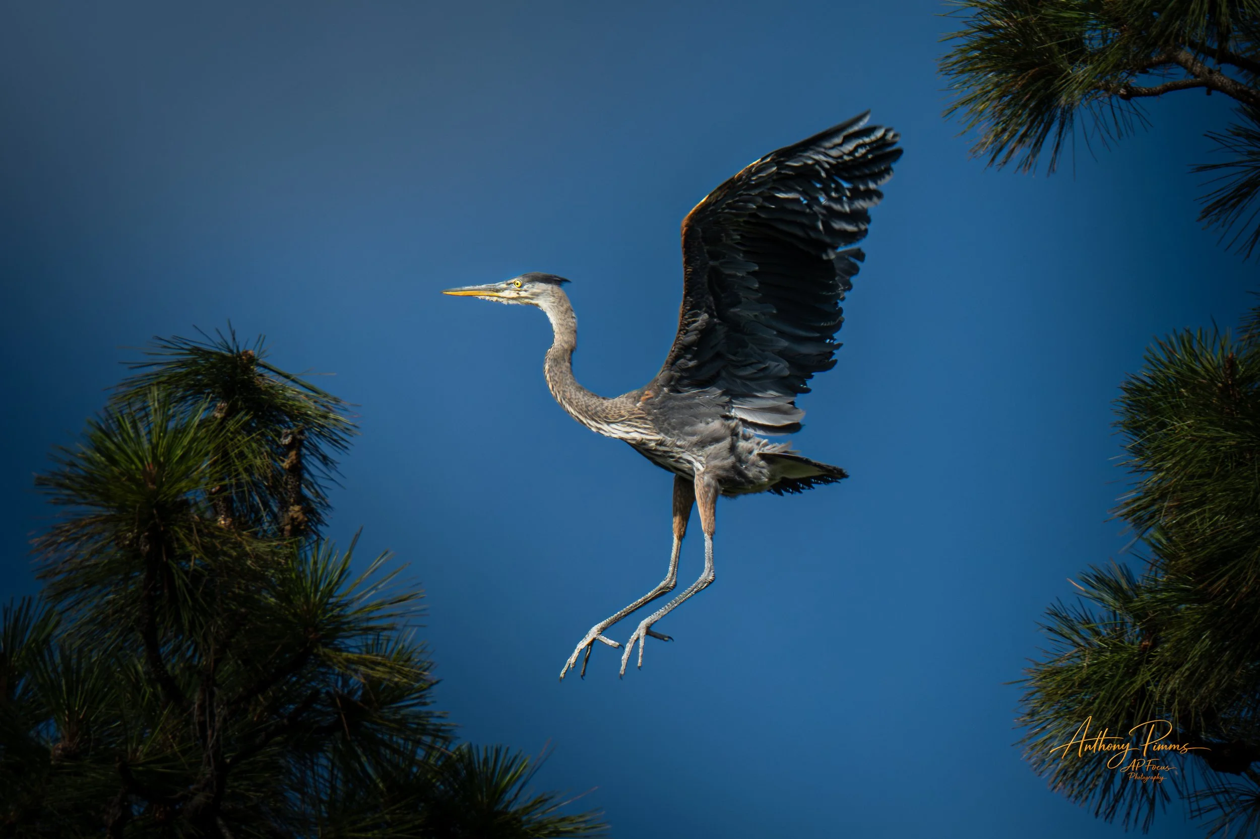 A heron flying between pine tree branches against a blue sky.
