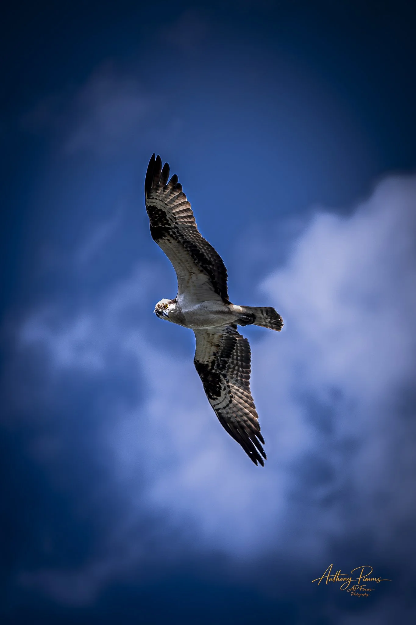 An osprey soaring in a cloudy sky, with its wings spread wide and head turned slightly to the side.
