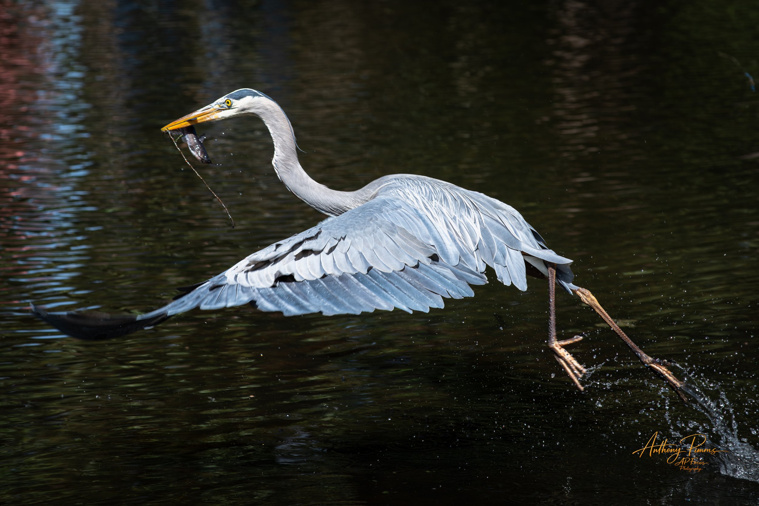 A great blue heron standing in a body of water with a fish caught in its beak.