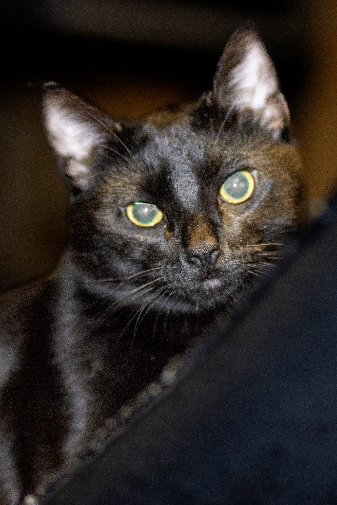 Close-up of a black and brown tabby cat with yellow-green eyes, front-facing, dark background.