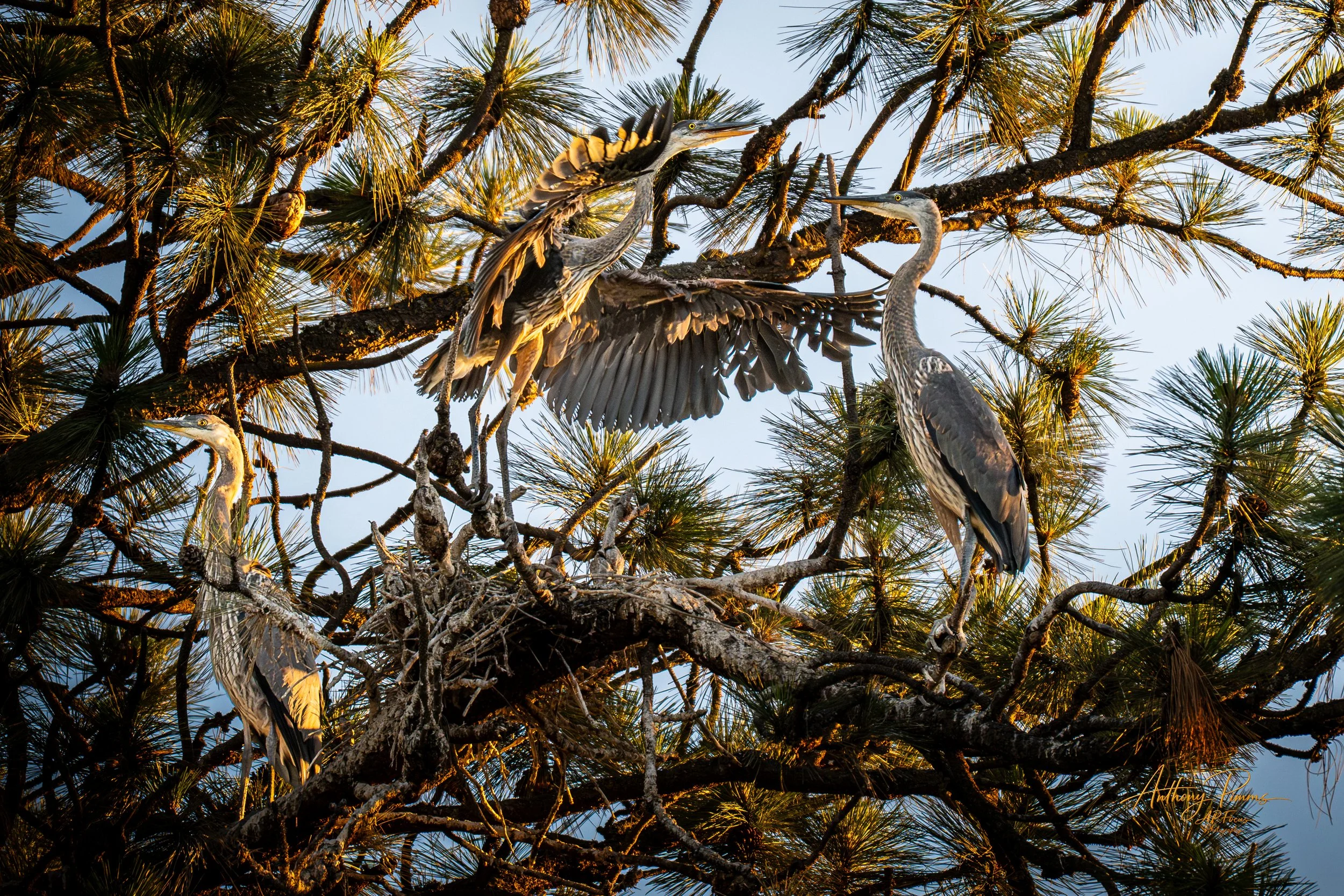 Three herons perched on tree branches in a nest, with tall pine trees and a blue sky in the background, bathed in warm sunlight.