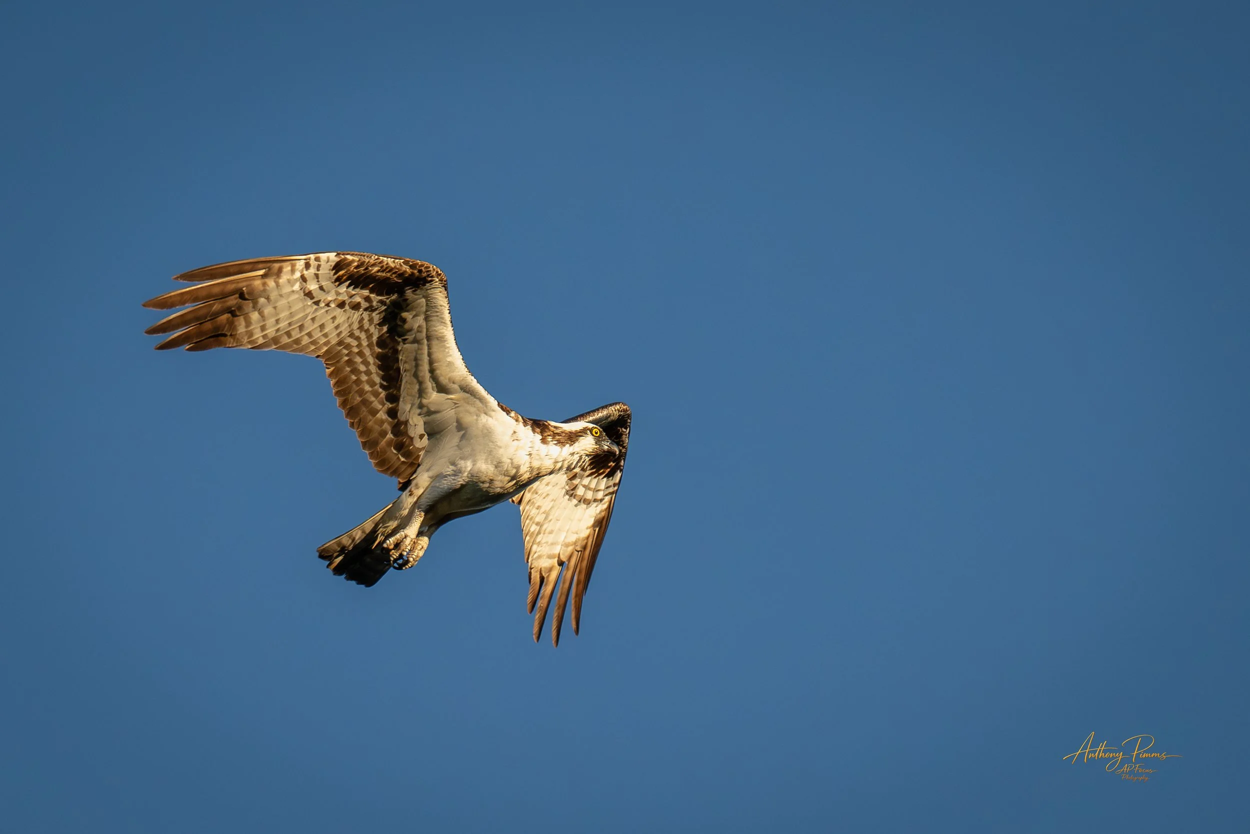 An osprey bird flying against a clear blue sky, with wings spread and head slightly turned.