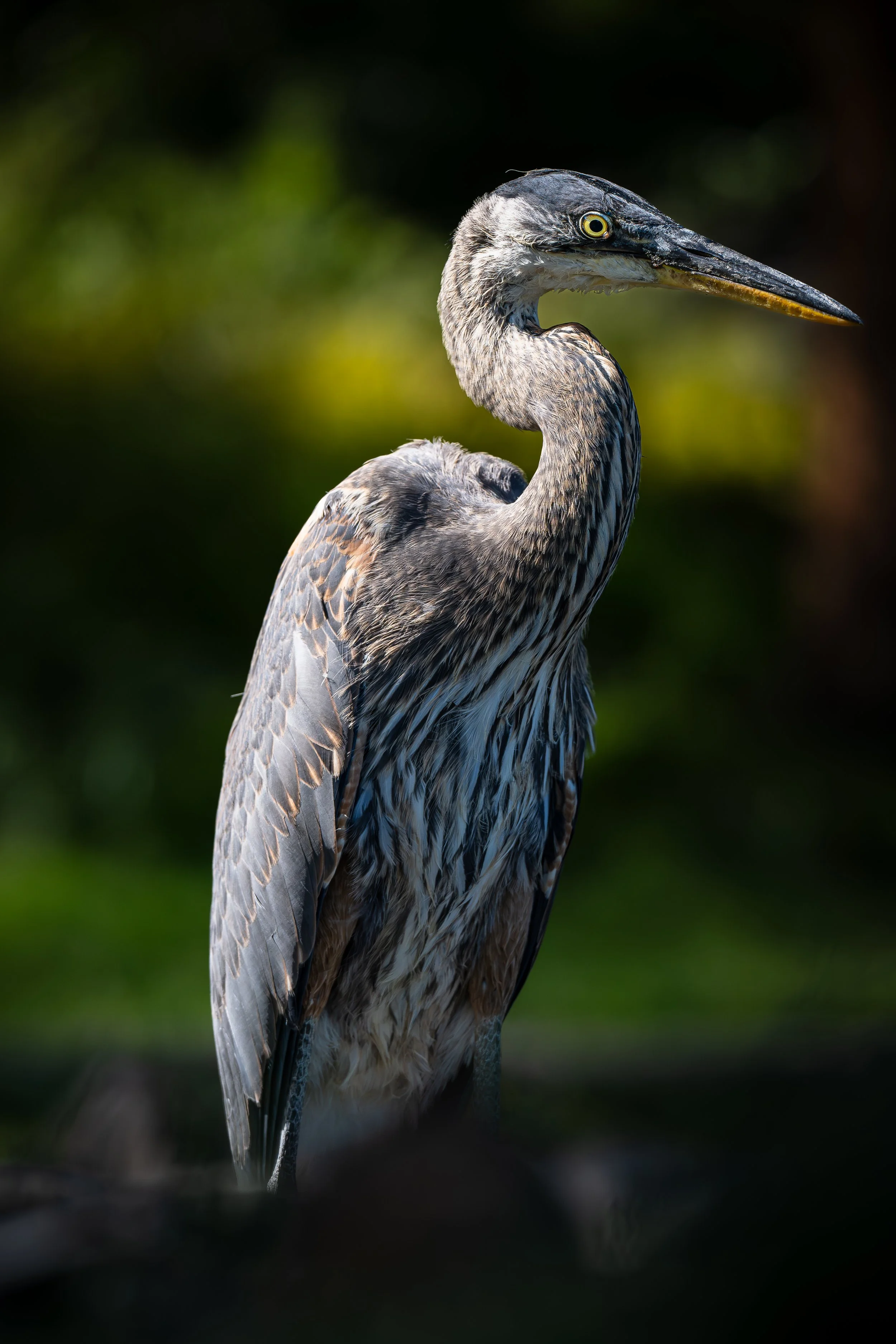 A heron standing with a dark blurred background.