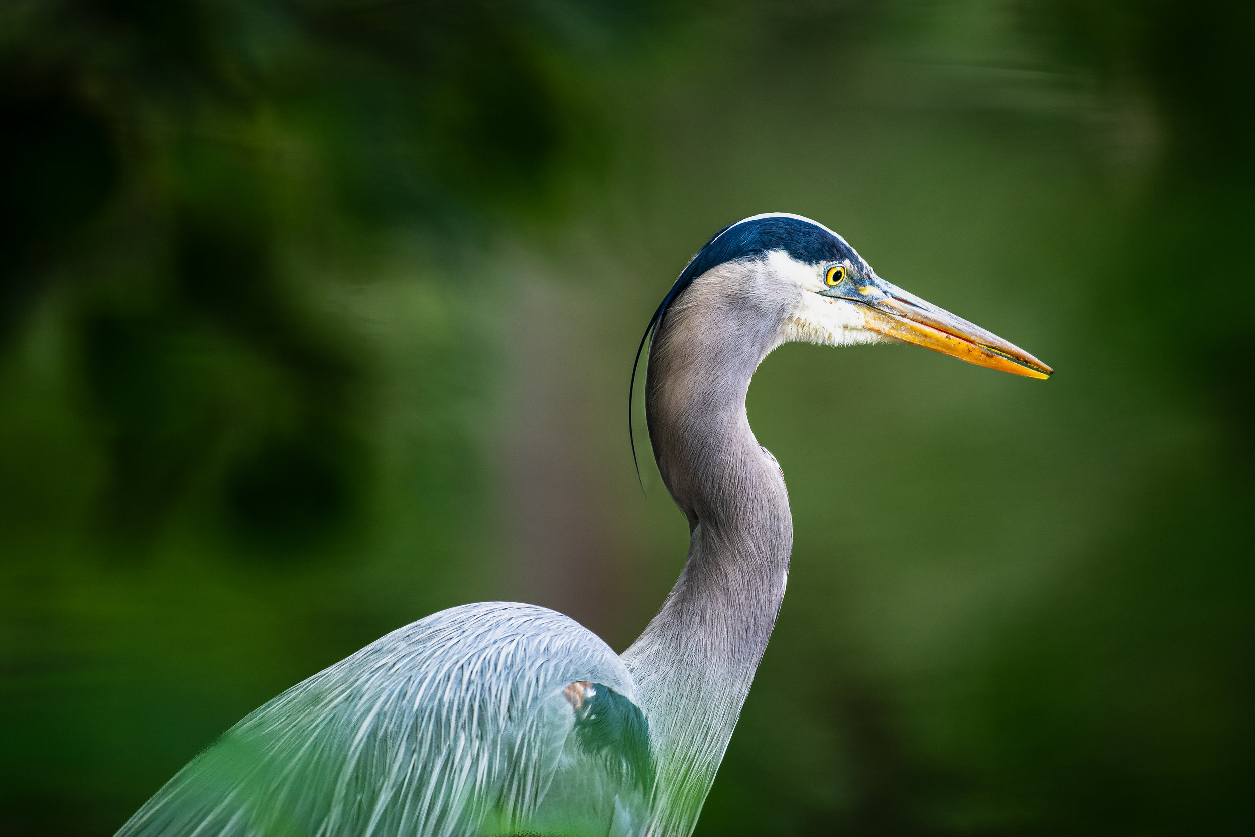 A close-up of a heron with a blue and white head, yellow eye, and long beak, standing against a green blurred background.