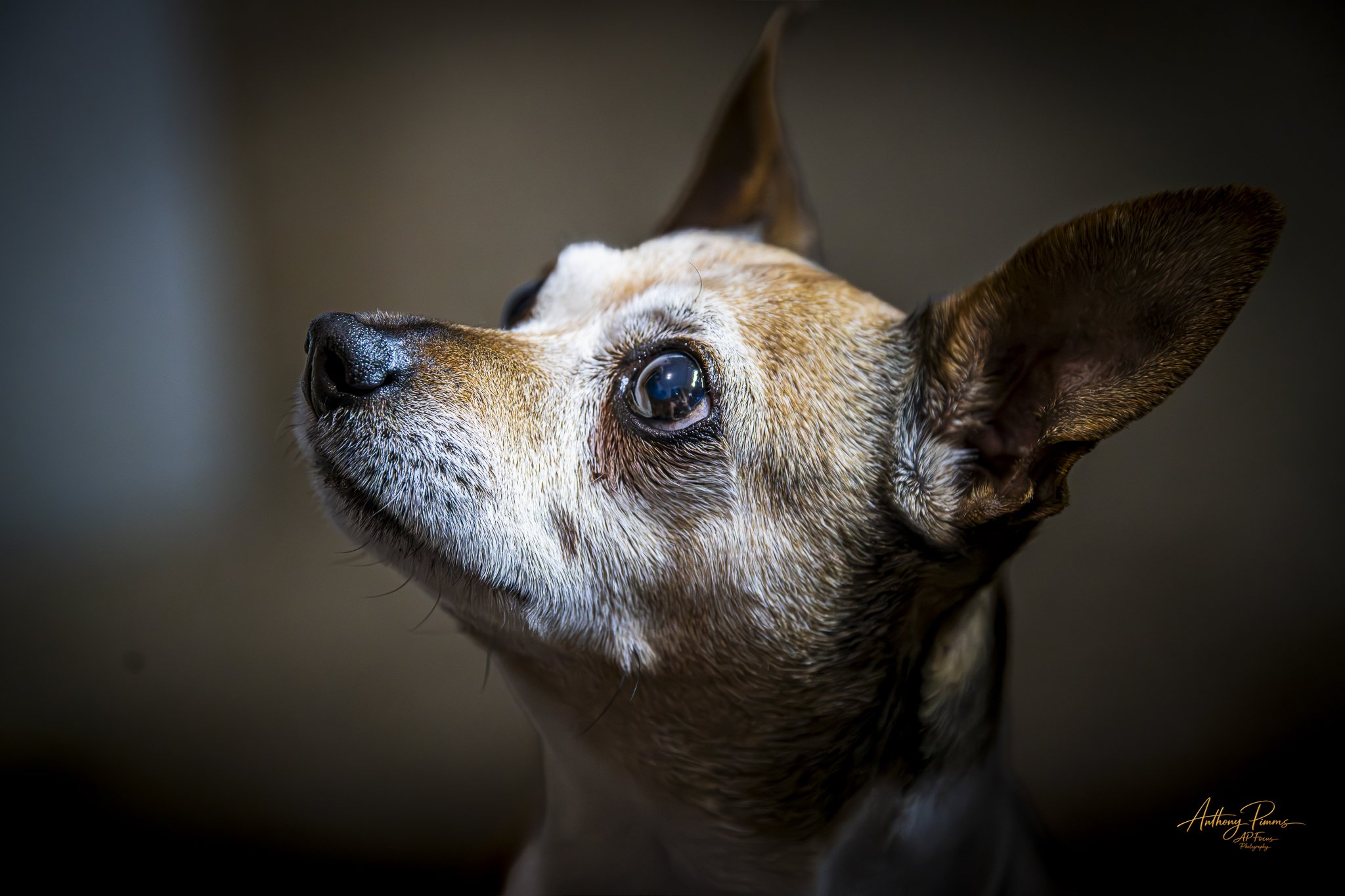 Close-up of a small dog with large ears and dark eyes, looking upwards against a dark background.