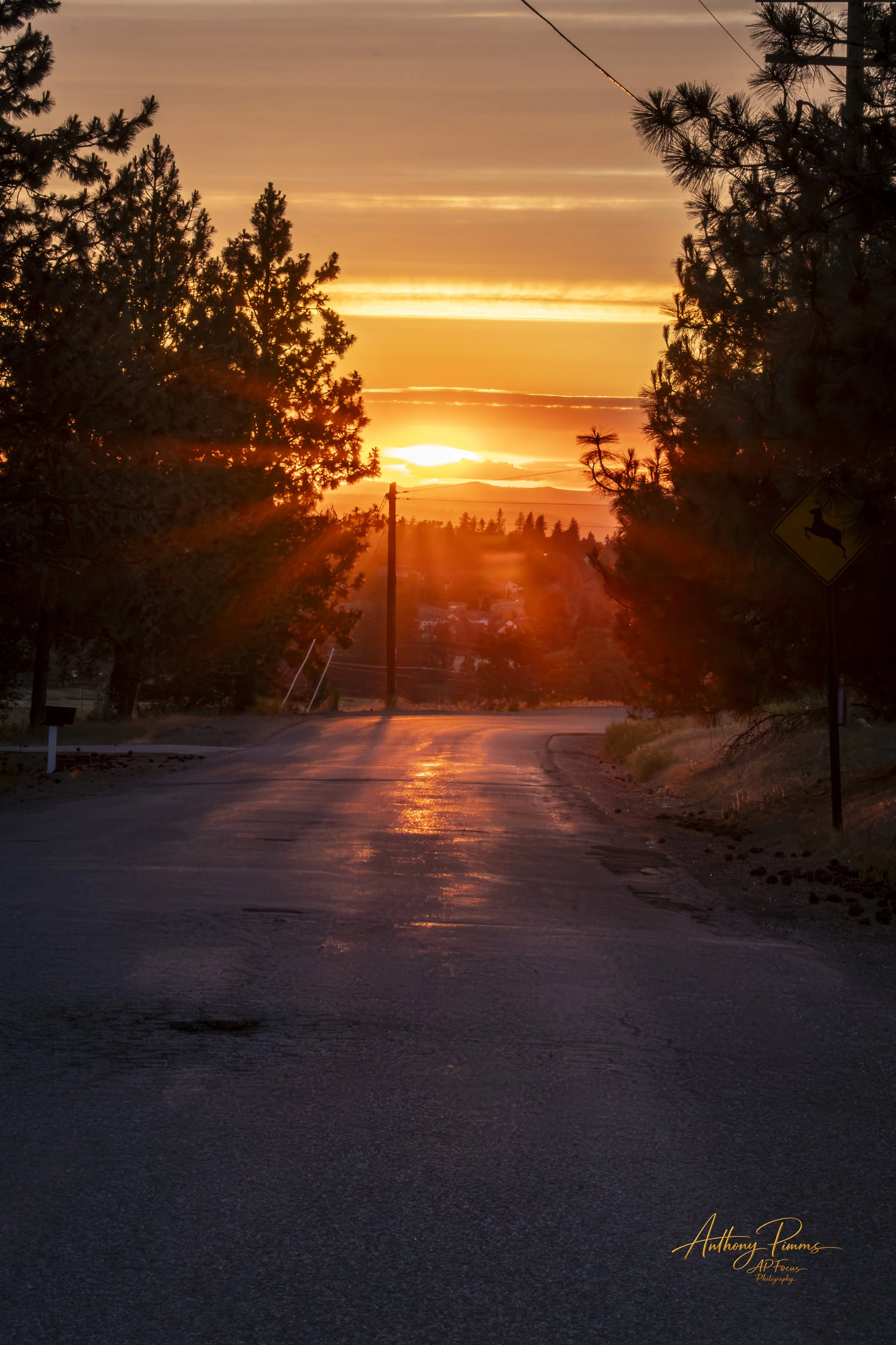 A sunset view over a desolate road lined with trees on either side. The sky is painted with orange and yellow hues, with streaks of clouds. There are power lines and a deer crossing sign visible.