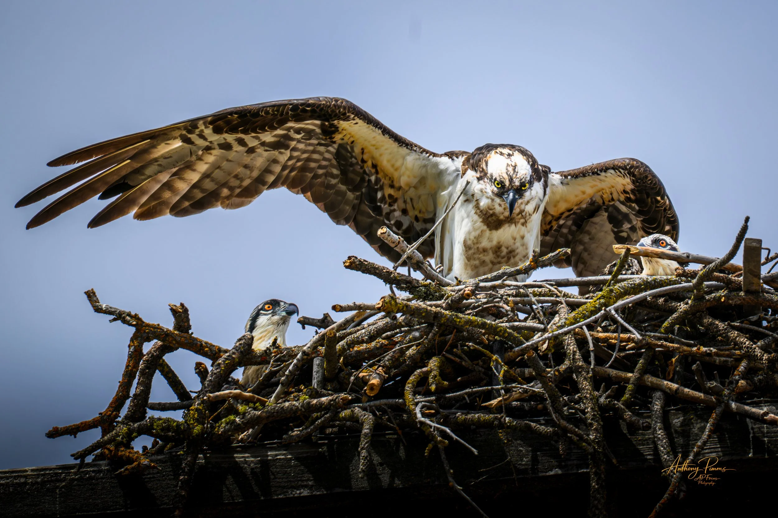 An osprey perched on a nest made of sticks, with two young ospreys in the nest, against a clear blue sky.