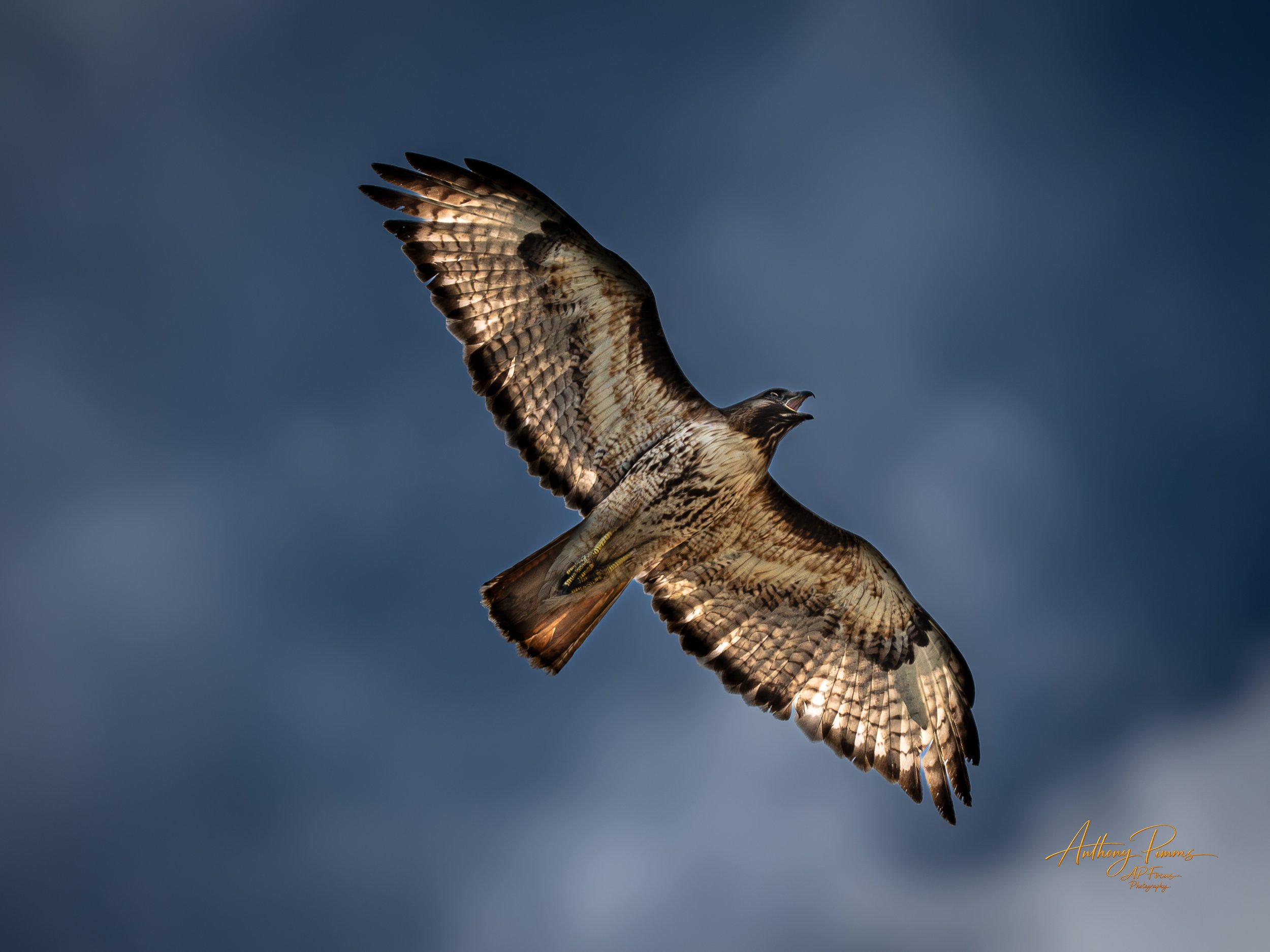 A bird of prey, likely an eagle, soaring against a cloudy sky with its wings spread wide.