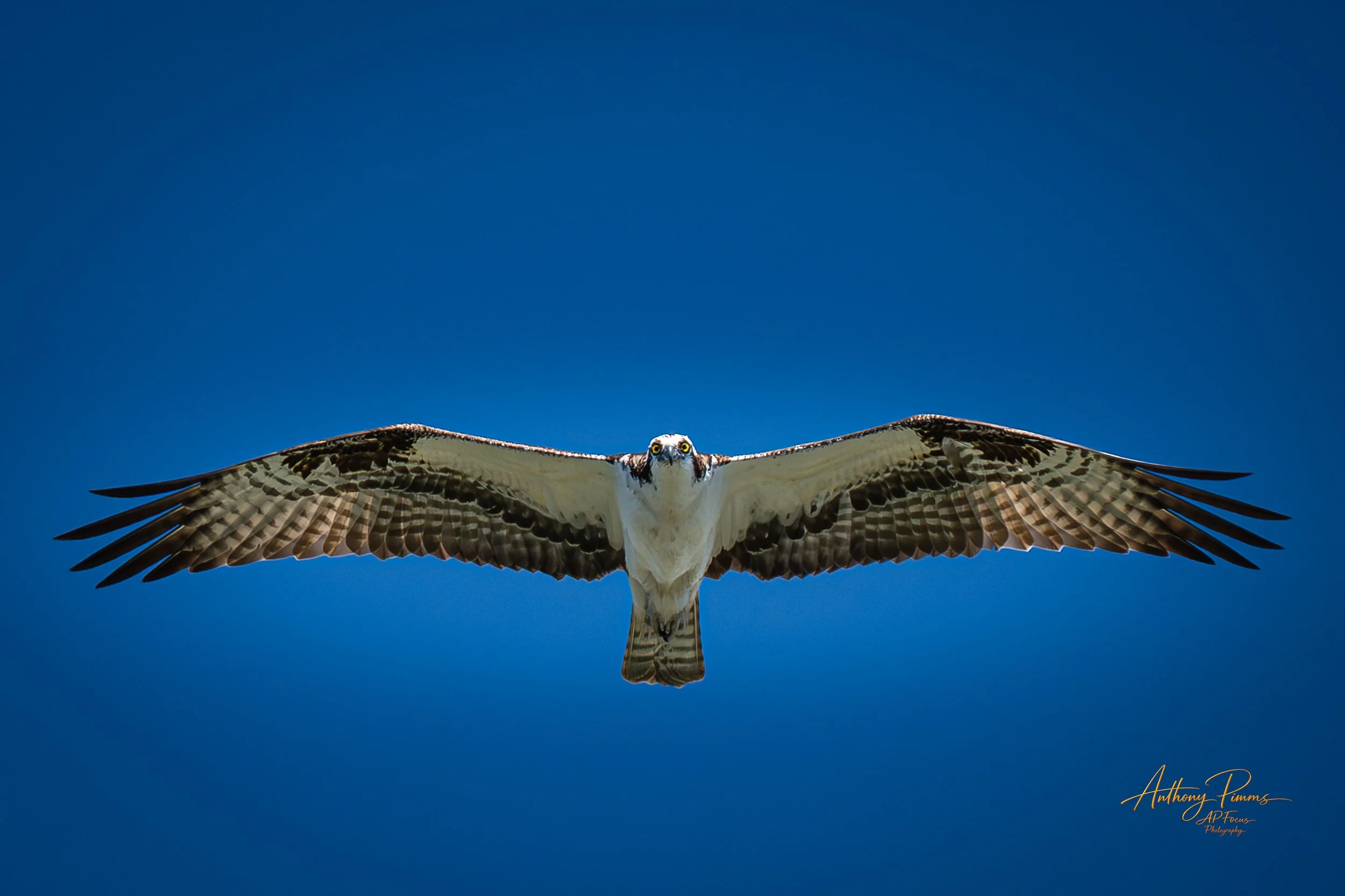 An osprey bird flying with wings spread wide against a clear blue sky.
