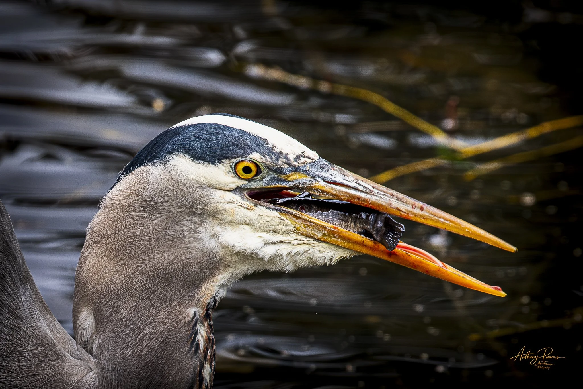 Close-up of a heron's head and beak with a dark water background.