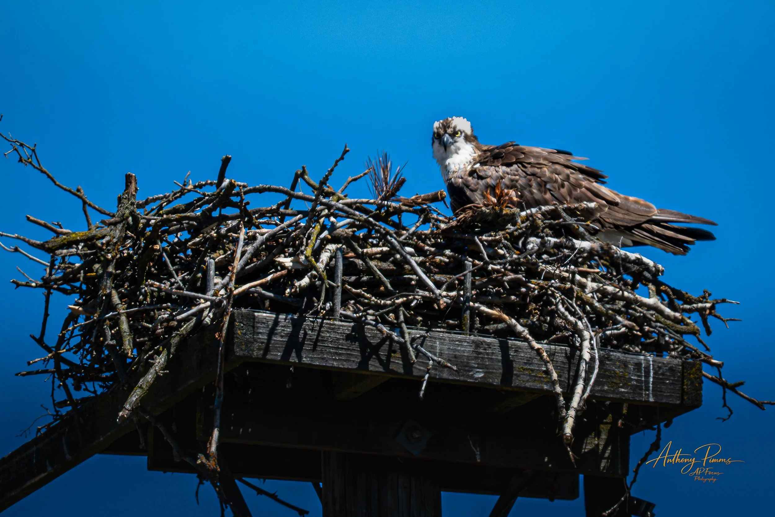 Close-up of an osprey perched on its nest made of twigs, with a clear blue sky in the background.