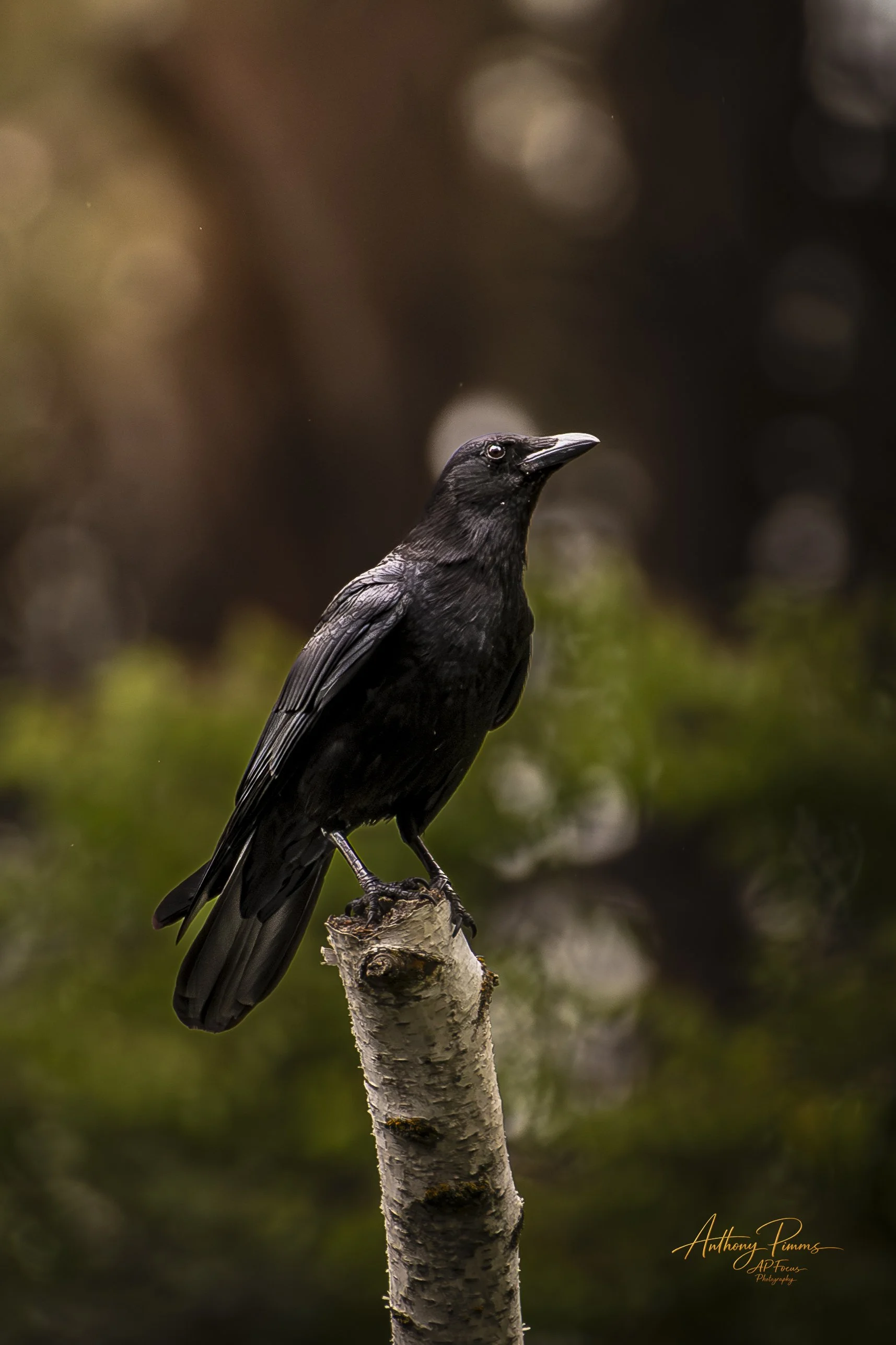 Black bird perched on a branch against a blurred background of circular bokeh lights.