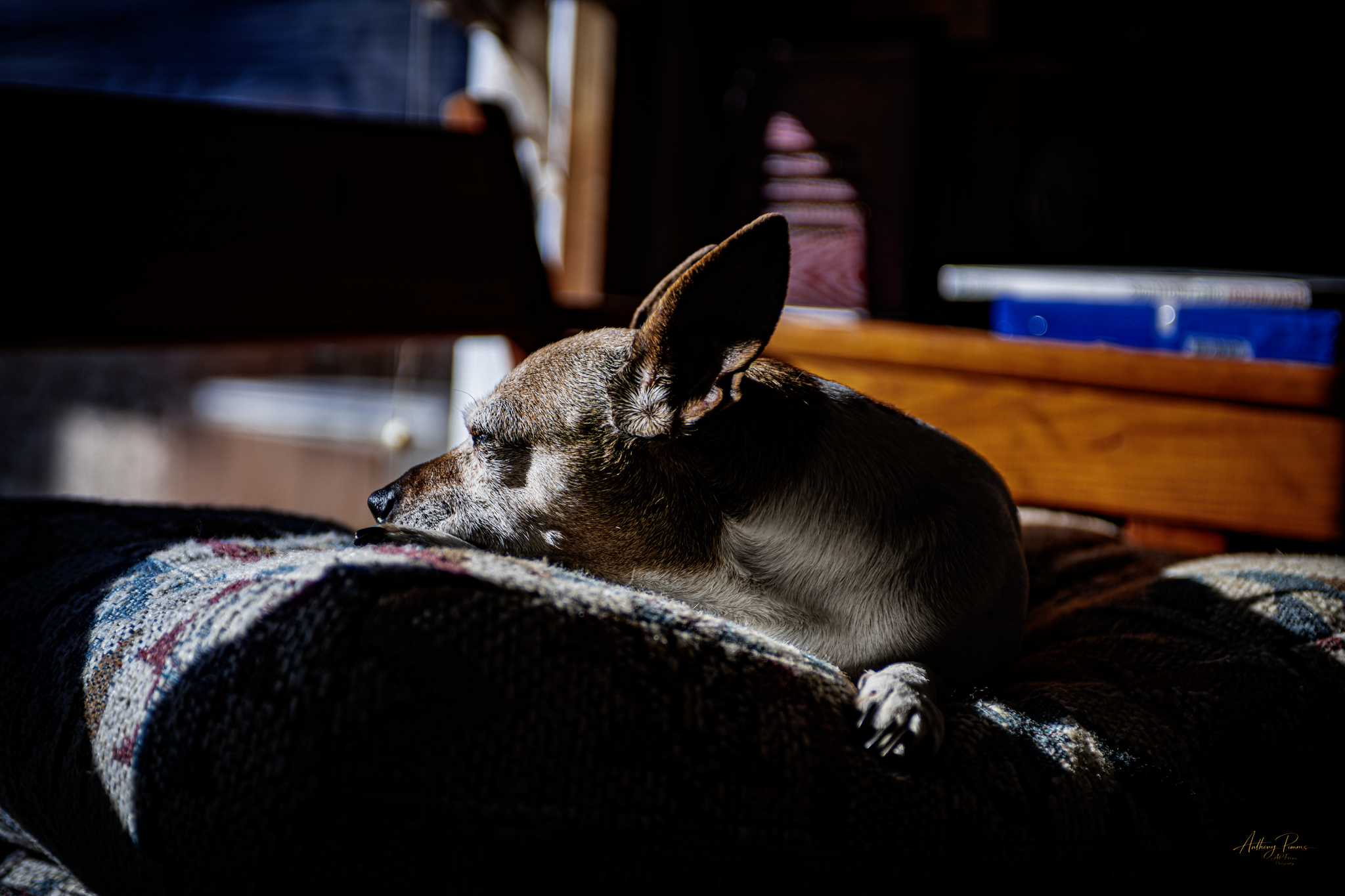 A dog lying on a colorful blanket in a dimly lit room, with sunlight streaming in from a window.