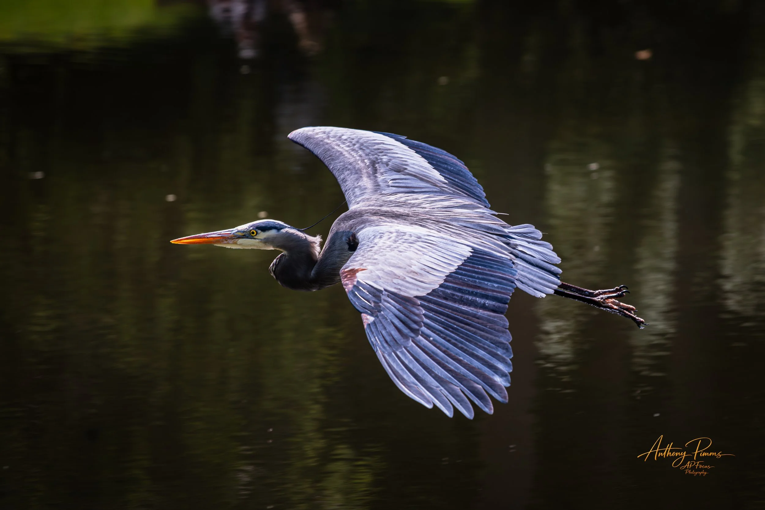 A heron flying over dark water with trees in the background.