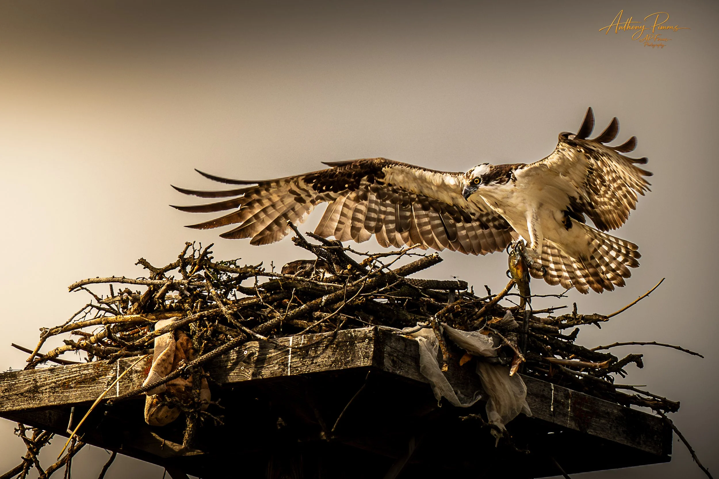 An osprey bird sitting on its nest made of twigs, with wings partly spread, holding a fish in its talons, against a cloudy sky.