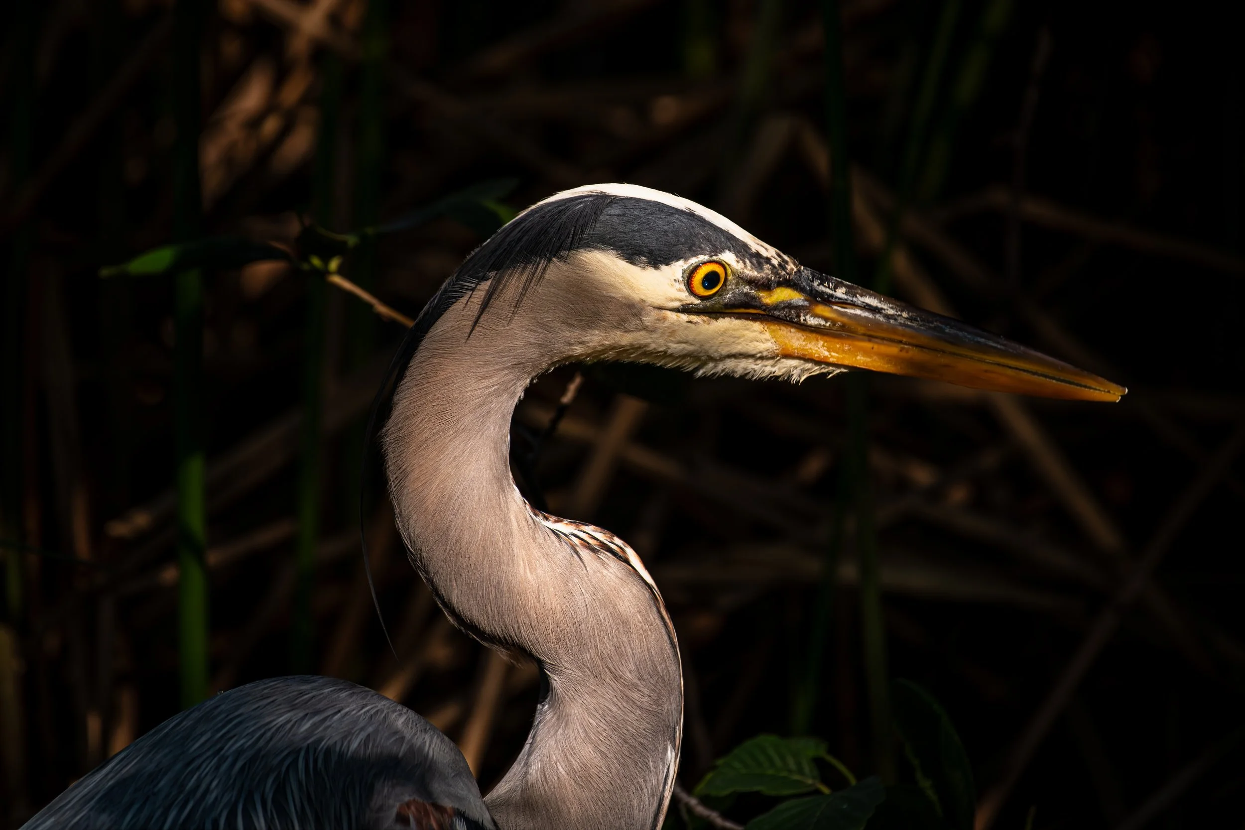 Close-up of a heron with a long yellow beak, black and white head feathers, and gray body feathers, standing among dark green foliage.