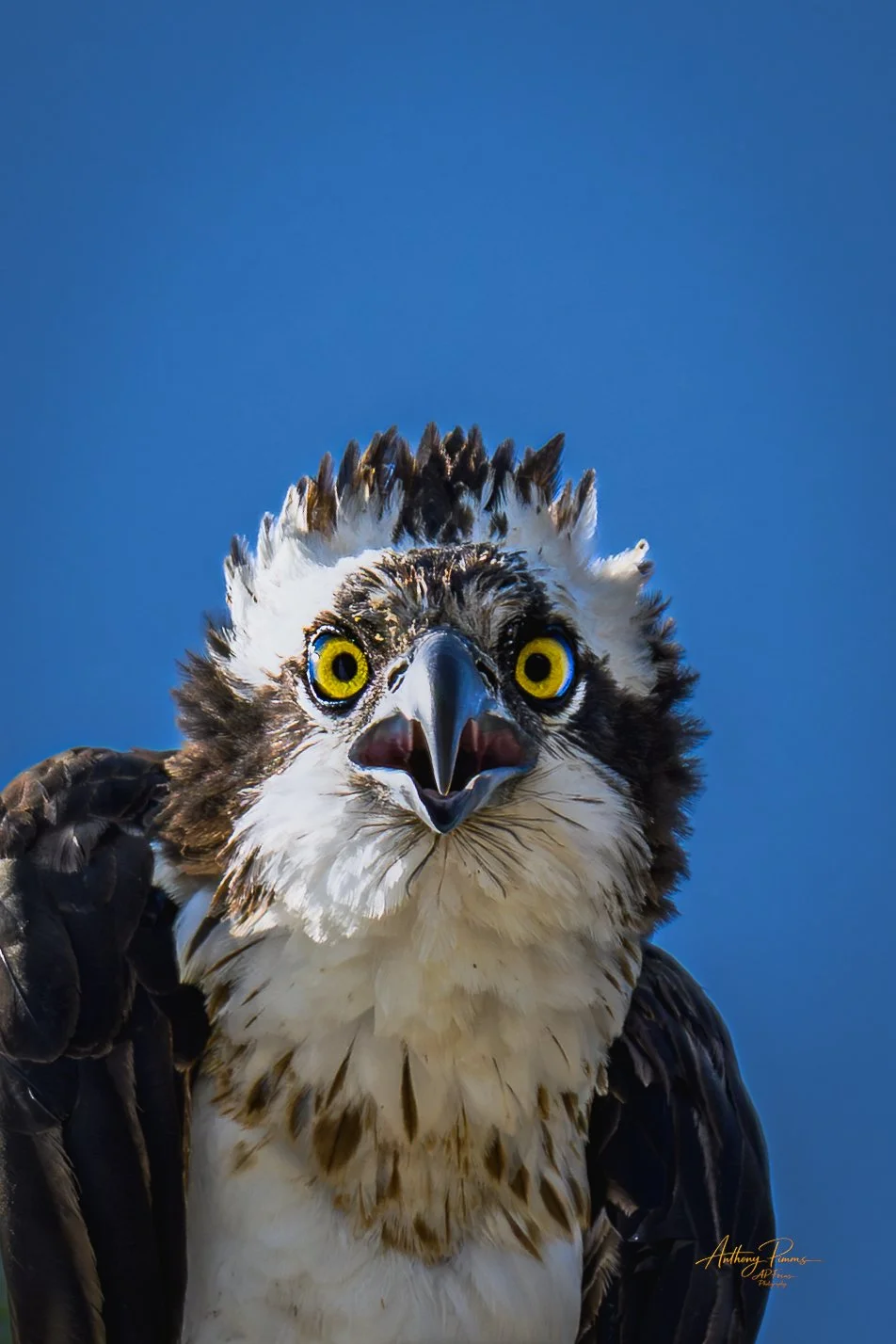 Close-up of an osprey bird with bright yellow eyes and open beak, set against a clear blue sky.
