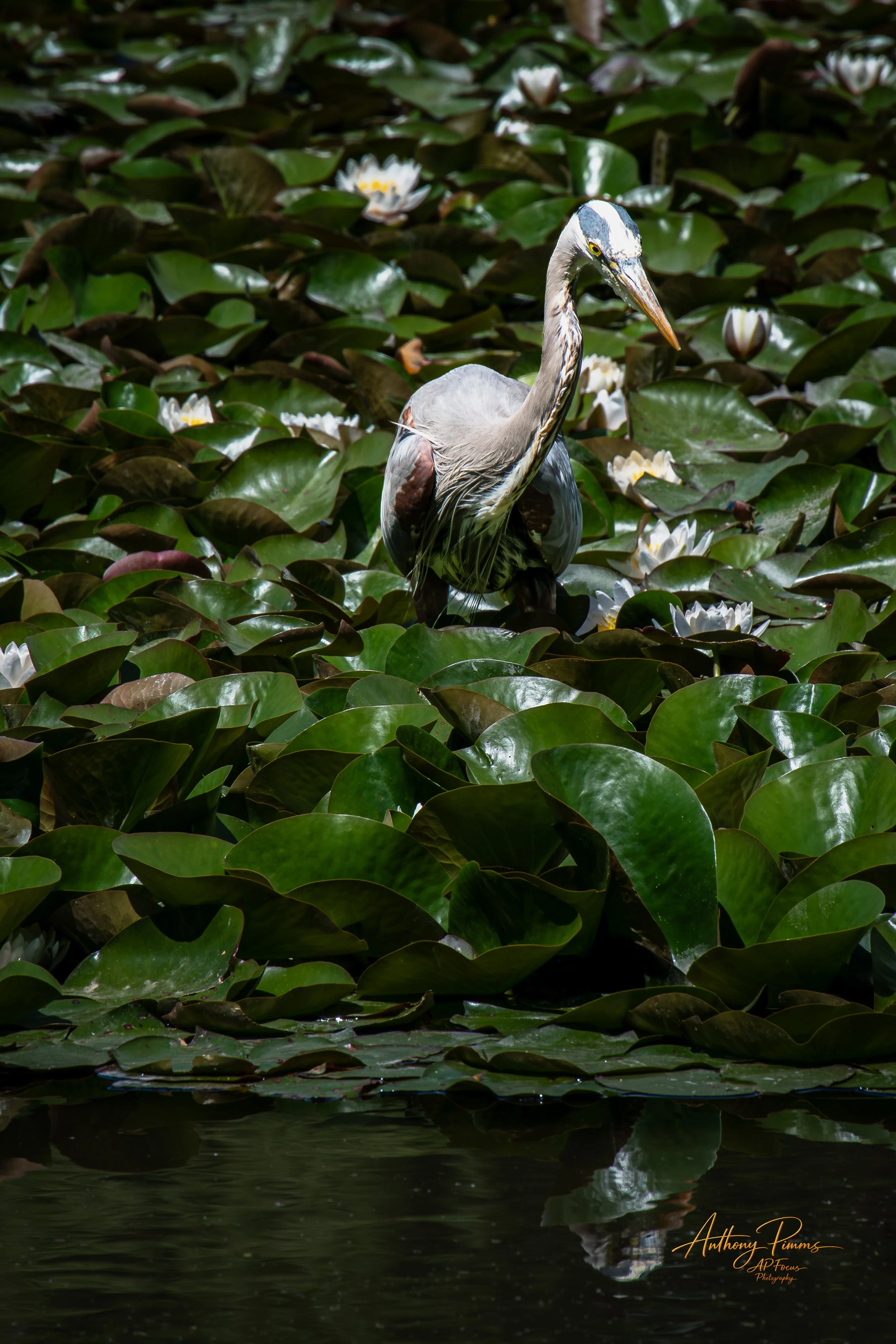 A heron standing among water lilies with white flowers, dark green lily pads, and reflecting water.