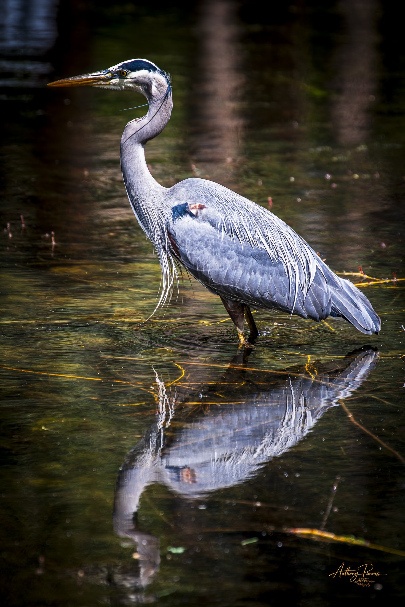 A great blue heron standing in shallow water, with its reflection visible below.