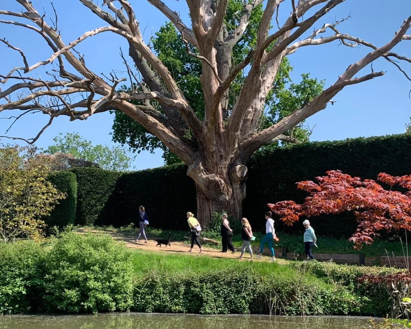 People walking along a garden path near a large, leafless tree with twisted branches. The garden has green shrubs, a red-leaved tree, and is bordered by a tall hedge against a bright blue sky.