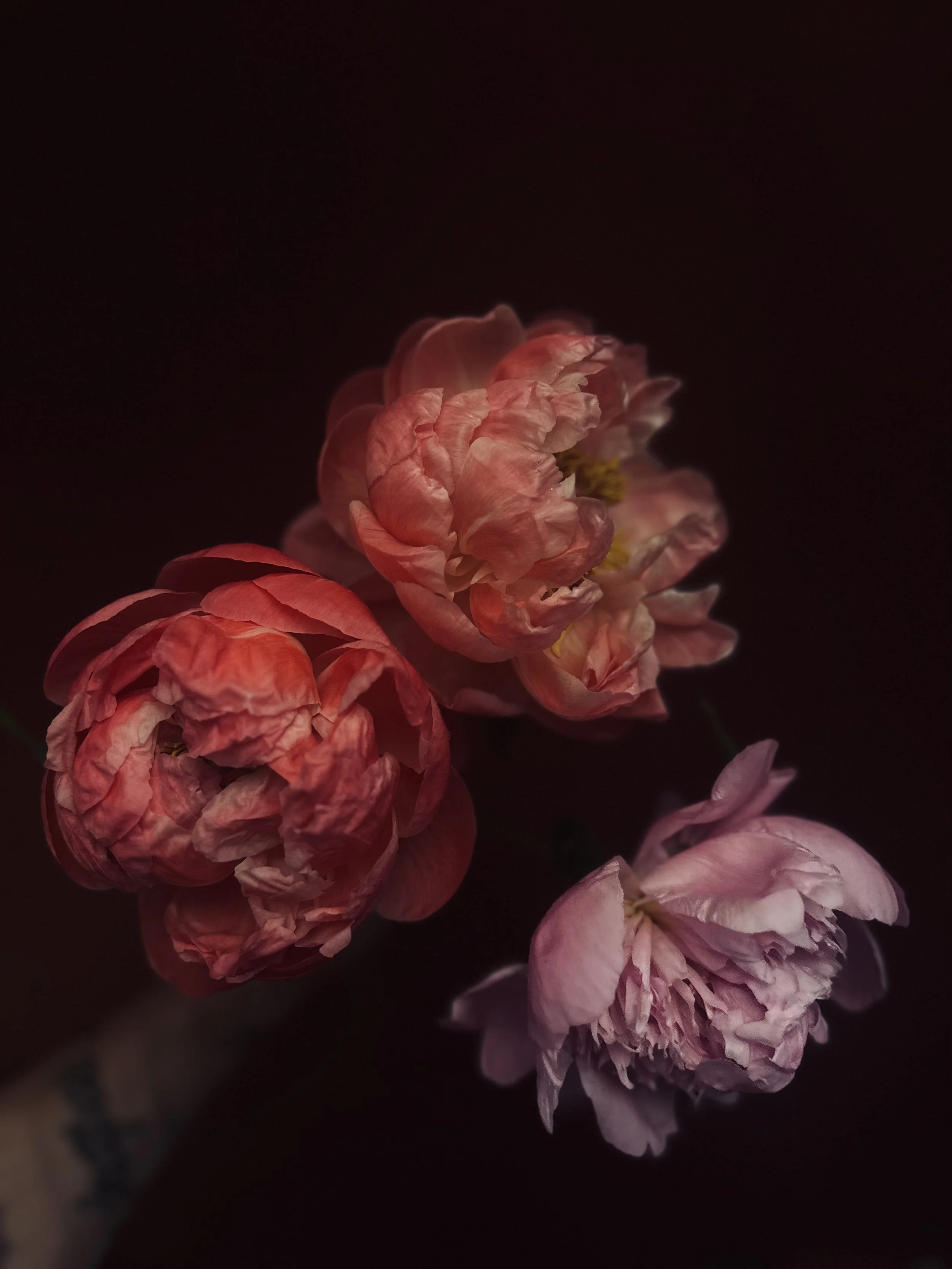 Close-up view of pink and peach-colored flowers against a dark background.