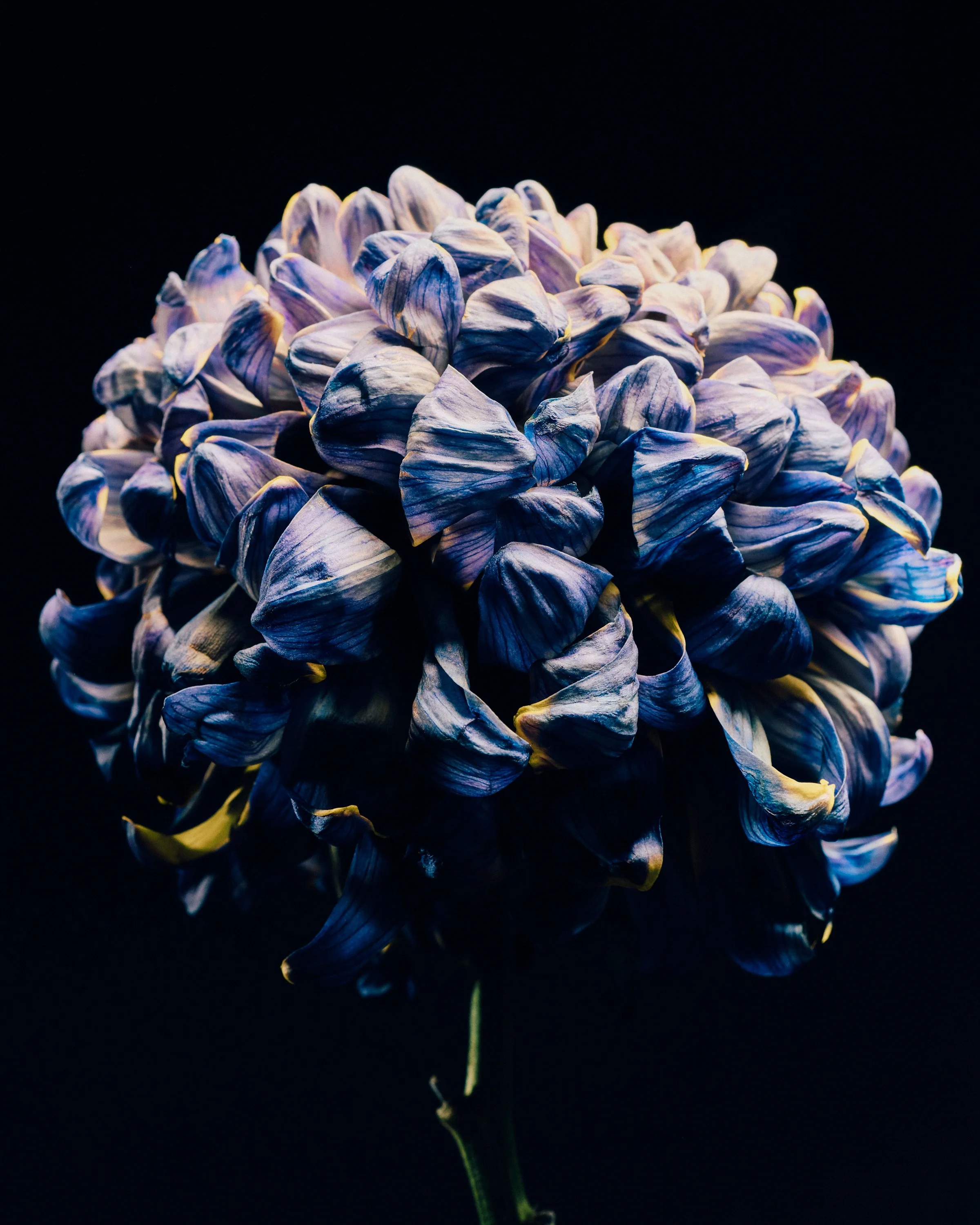 A close-up of a purple and white flower against a black background, with a reflection below.