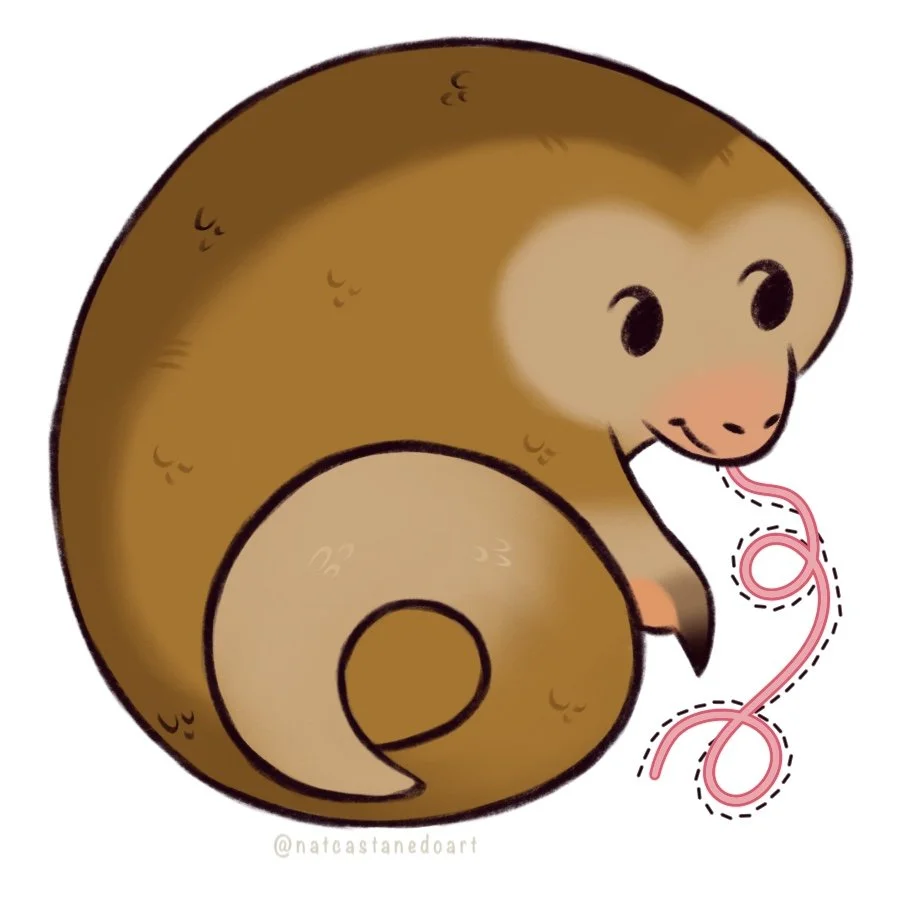 Pygmy Anteater.jpg