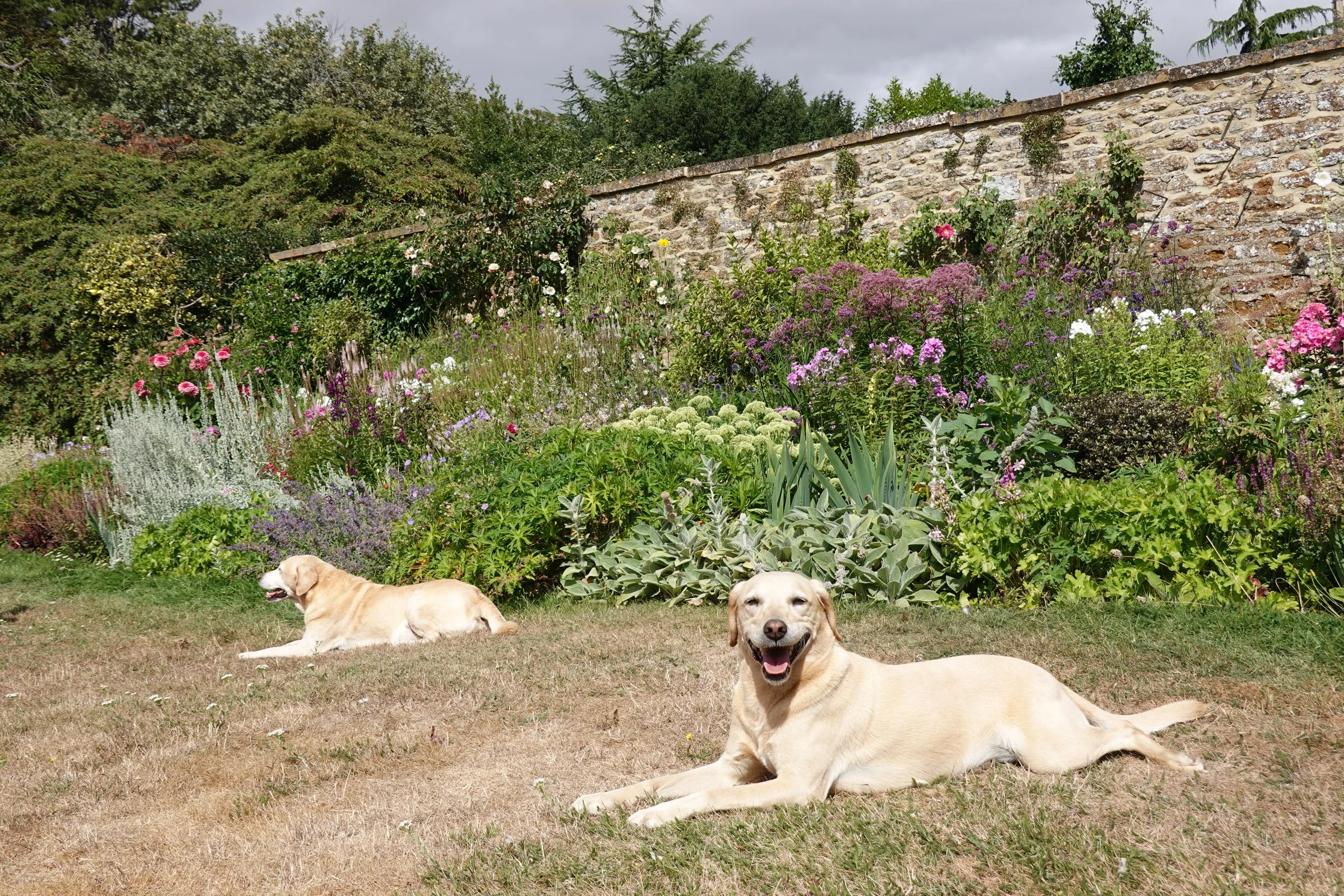HENRY MILLS LANDSCAPES |  Three Labrador retrievers resting on a grassy lawn in front of a garden with colorful flowers and a stone wall.