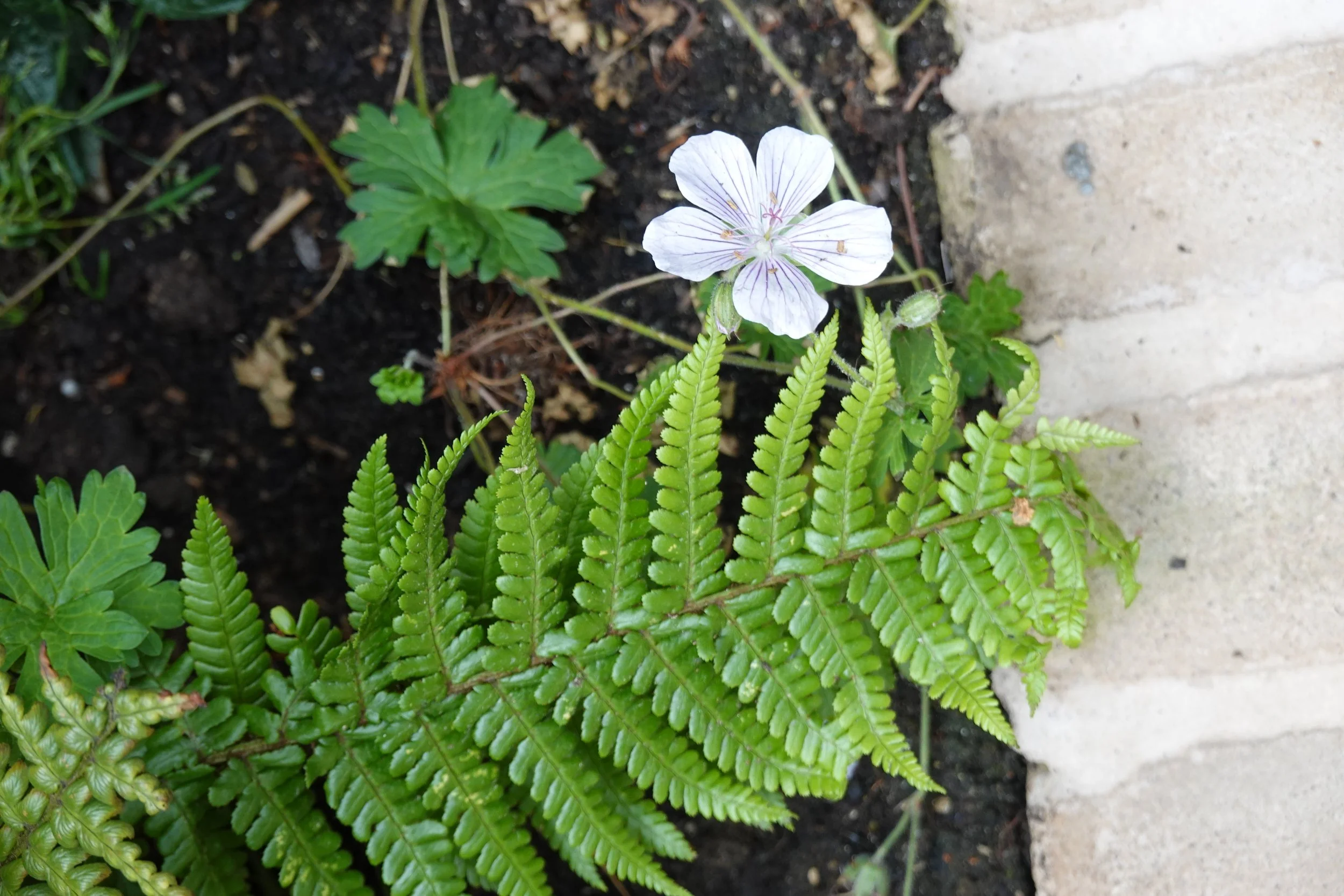 DSC04935.JPG