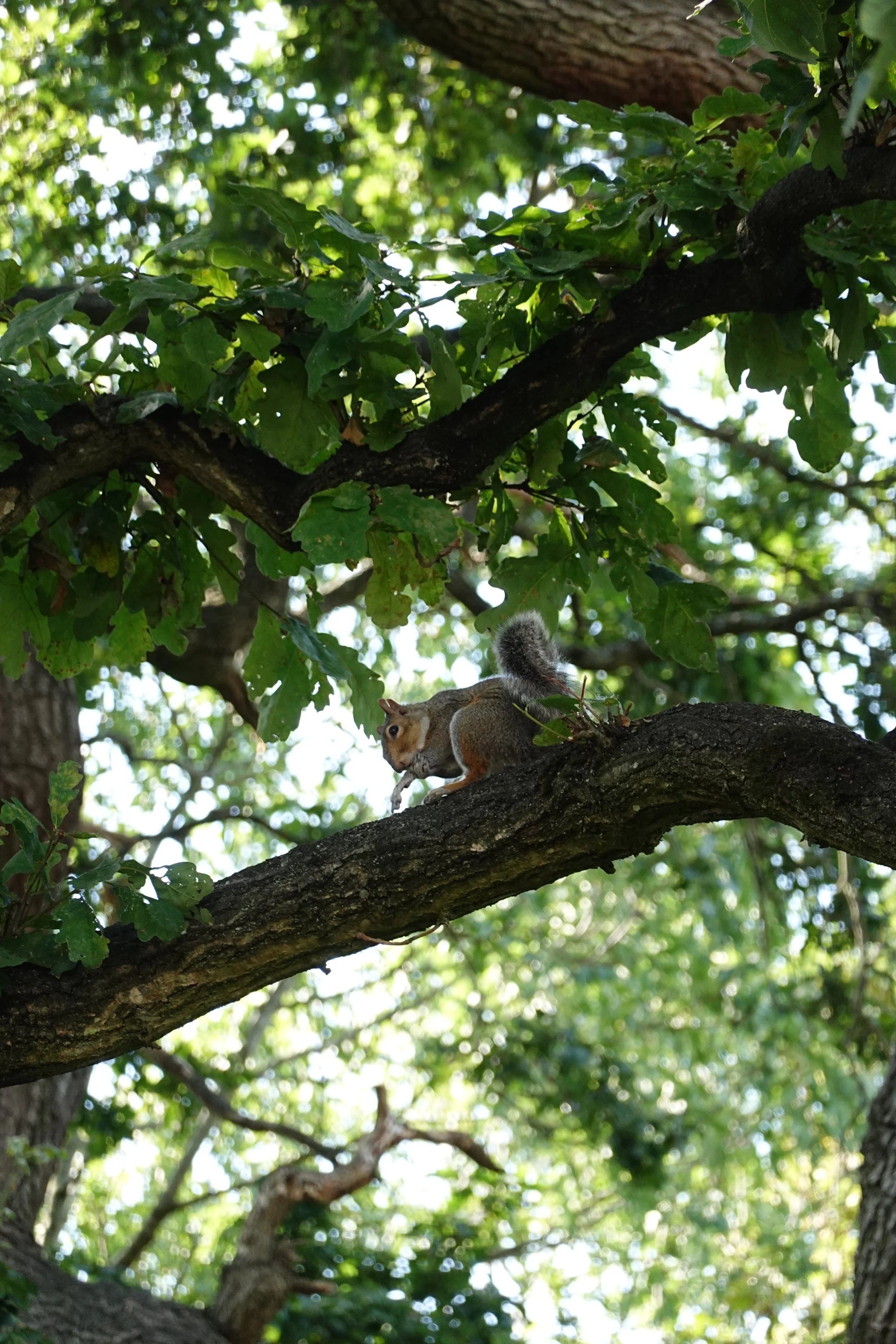 A squirrel sitting on a tree branch in a lush green forest, with leaves and sunlight filtering through the canopy.