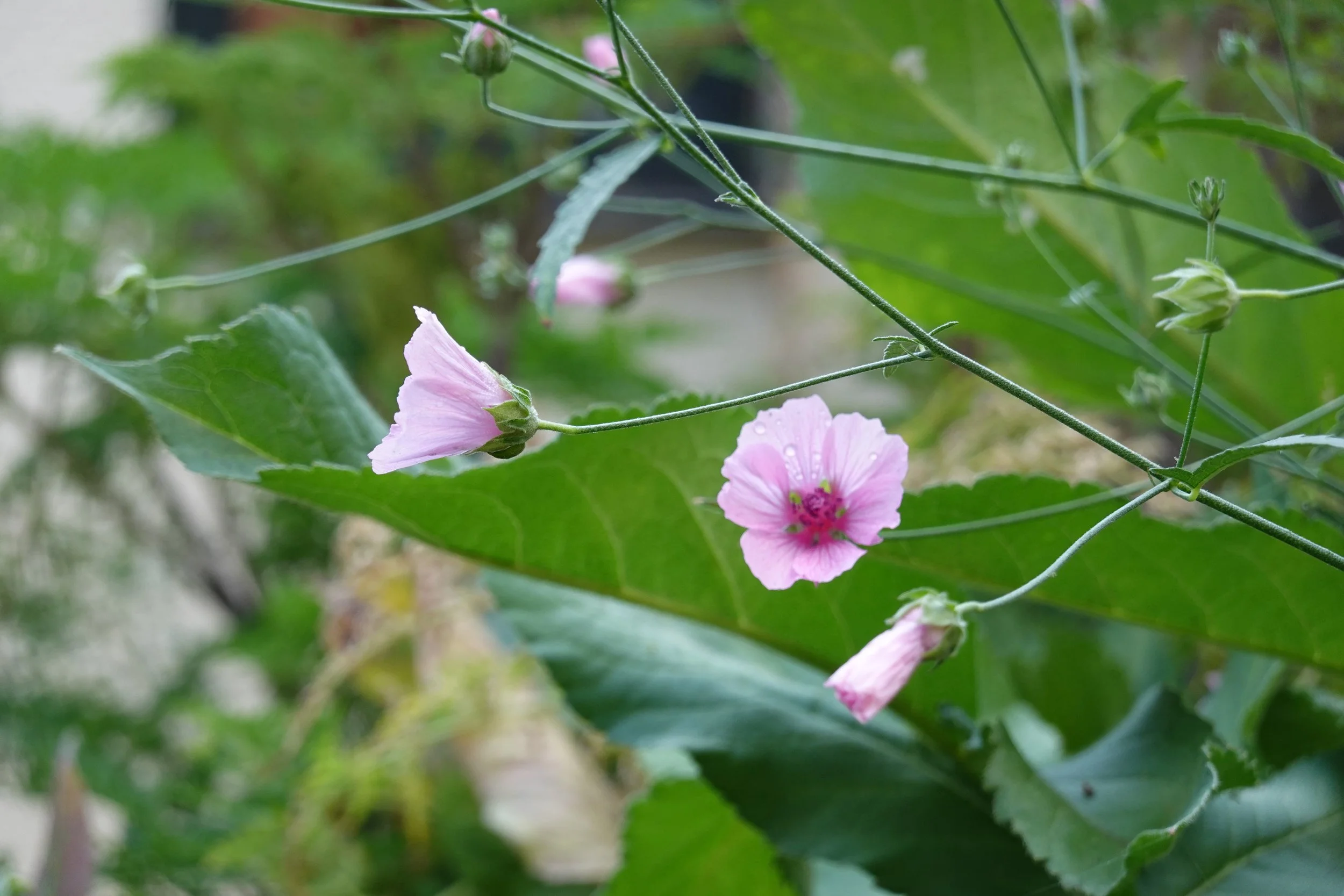 Close-up of pink flowers with green leaves and stems in a garden setting.