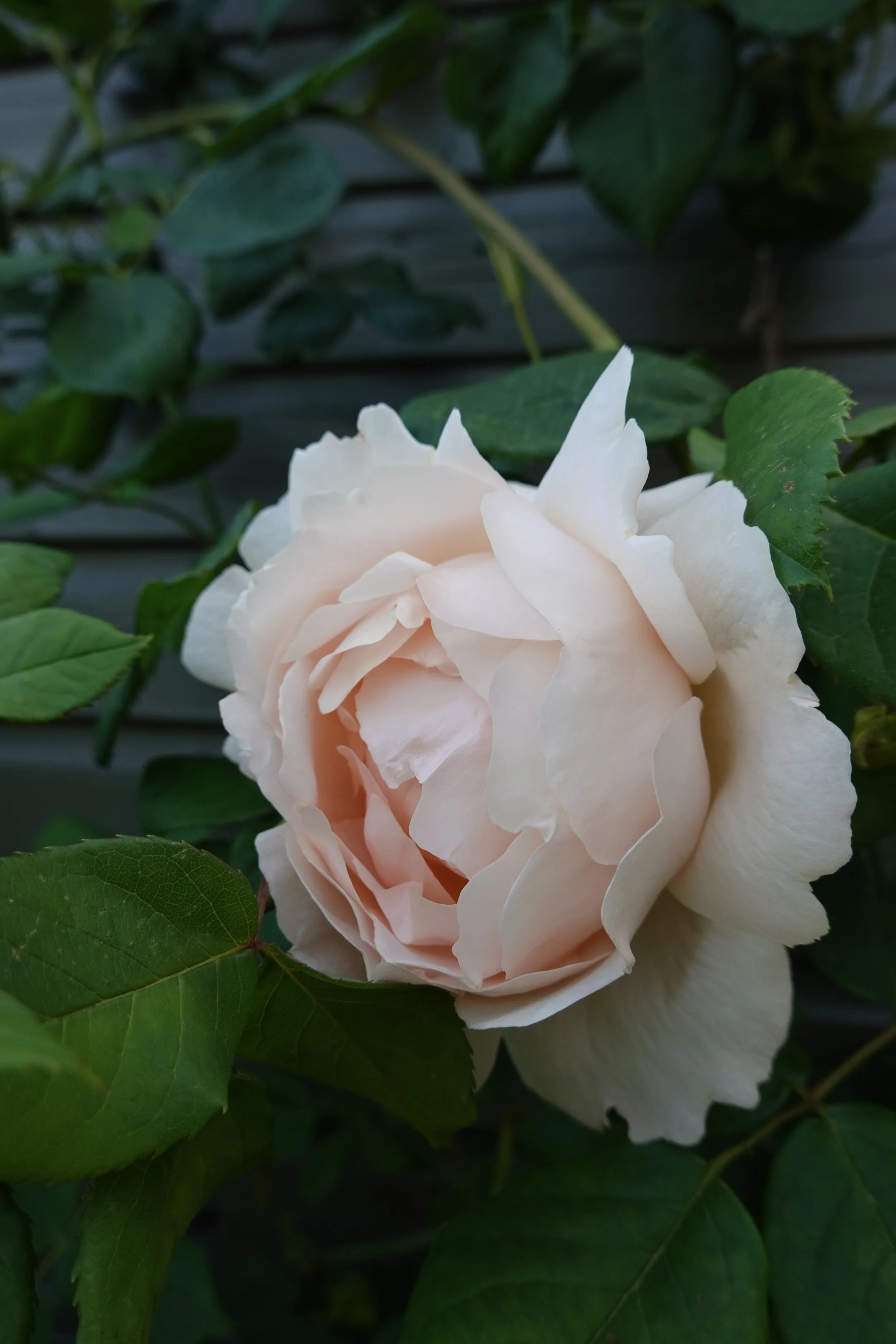 DSC05053.JPG