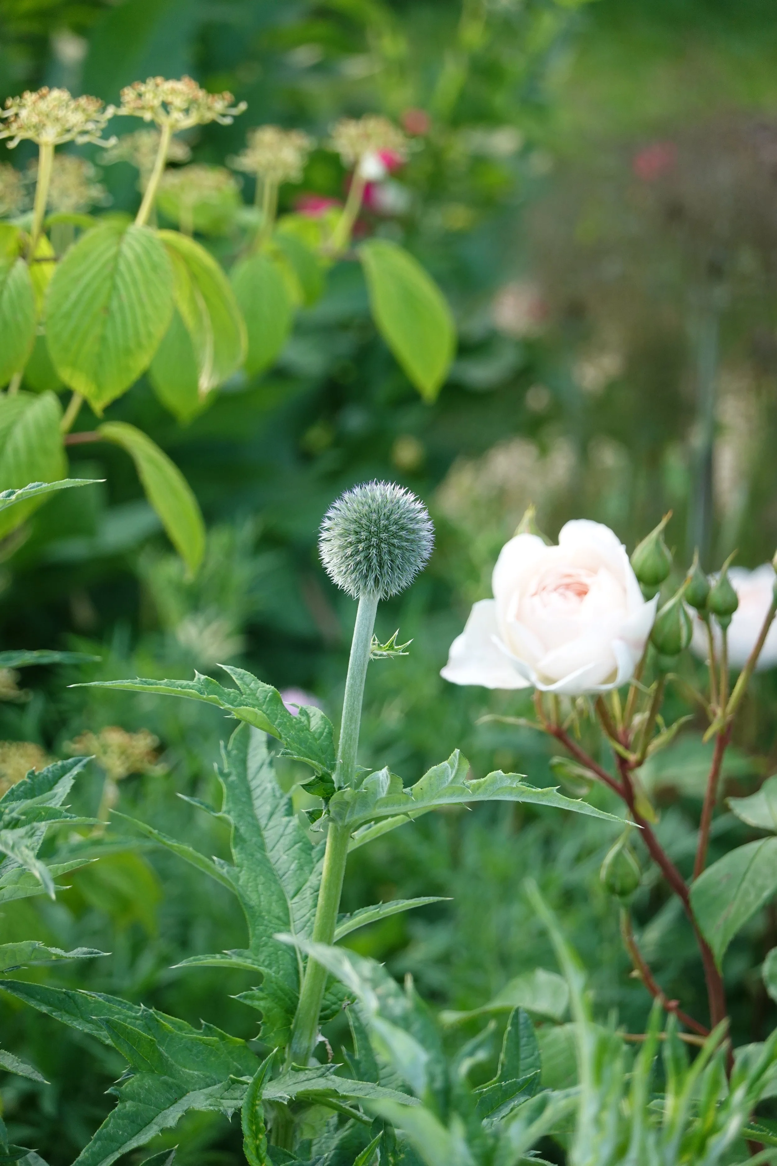 DSC05084.JPG