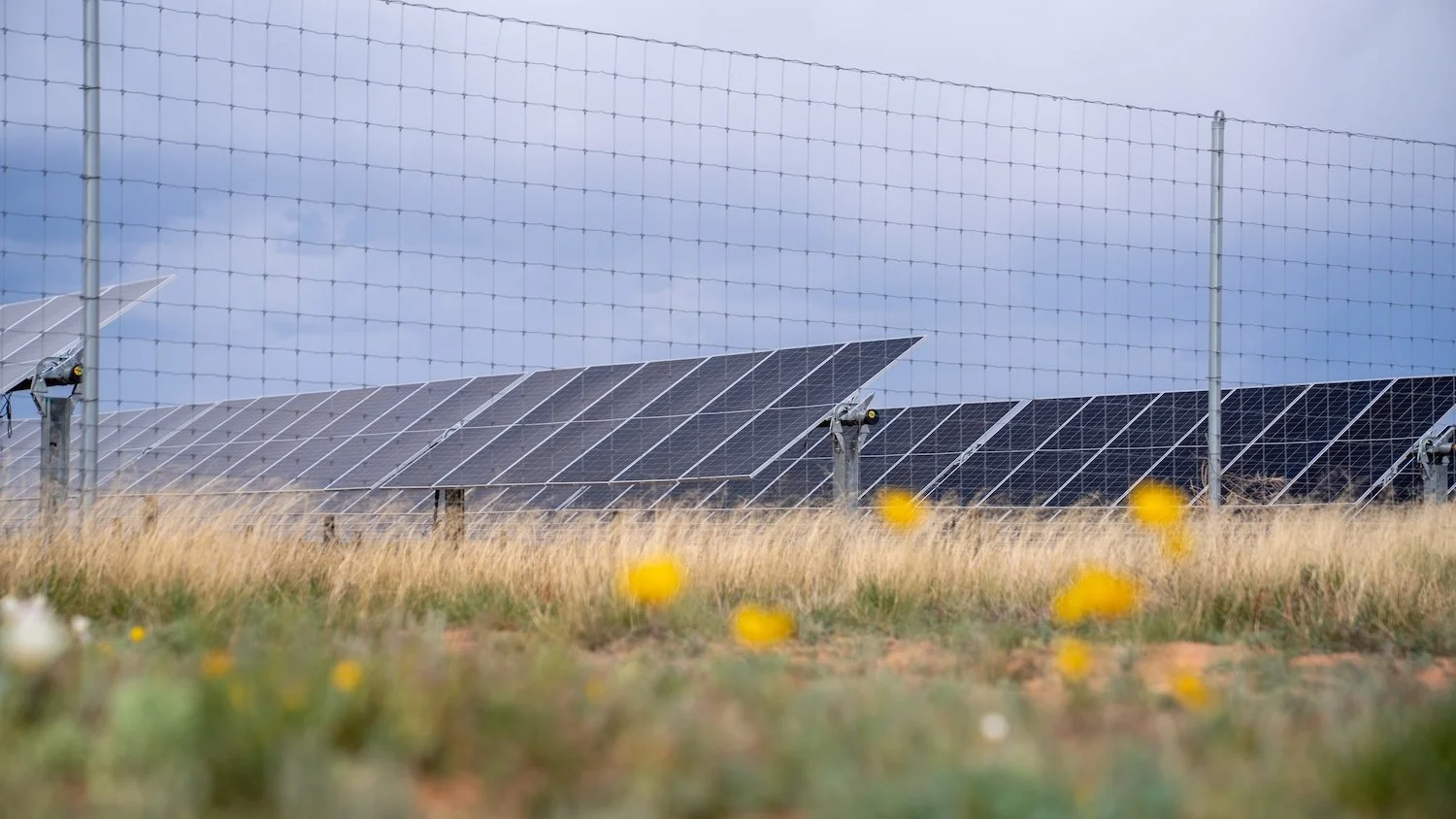 Solar panels sitting above a field of grasses and flowers