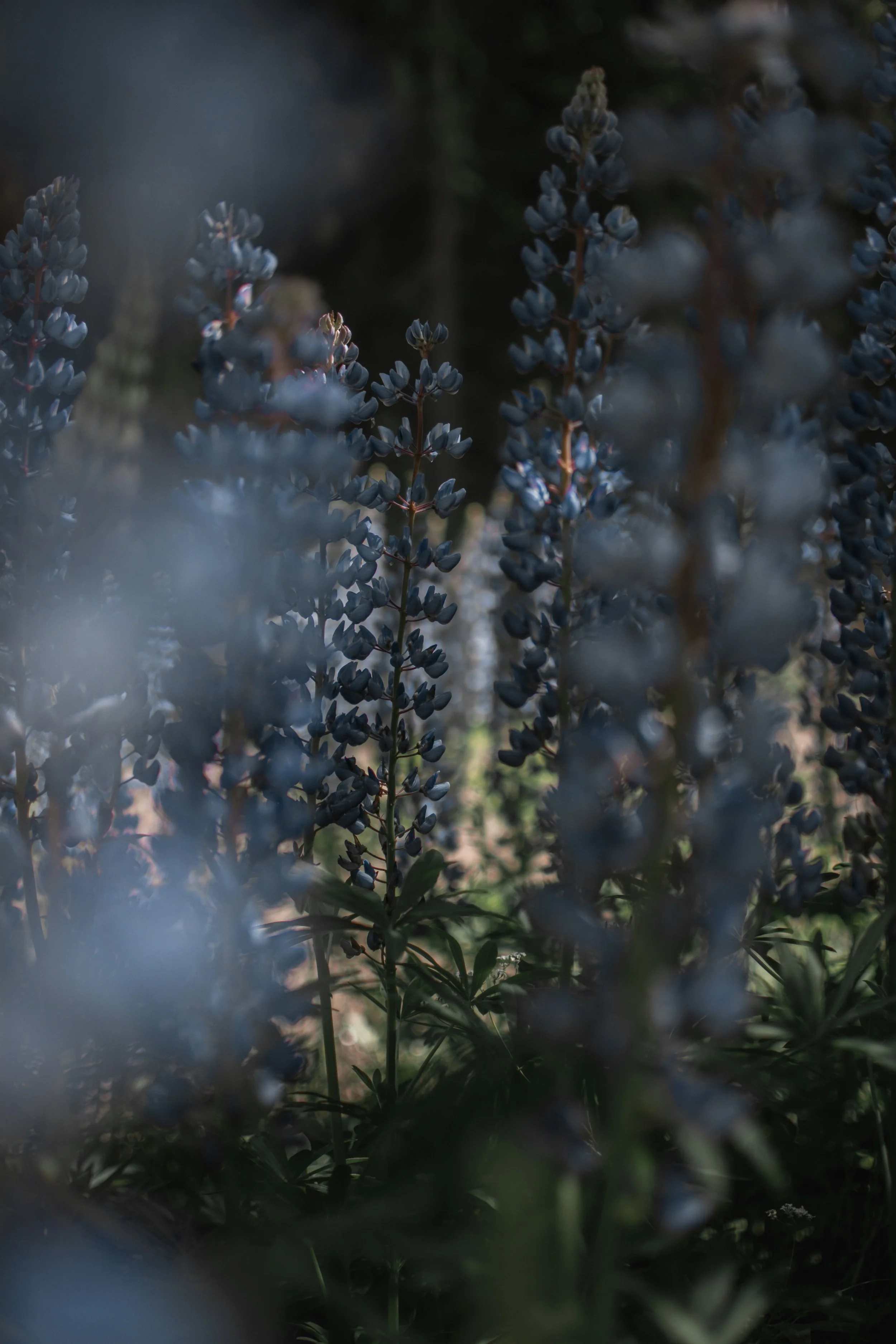 Close-up of a cluster of purple flowers, possibly lavender, with a blurred background and some green foliage at the bottom.