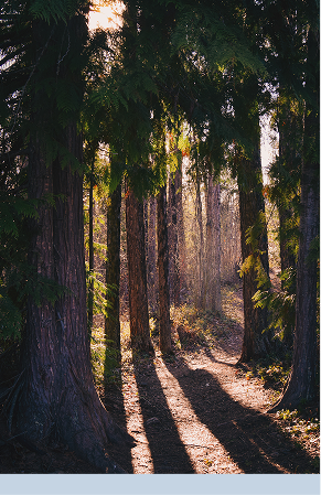 Sunlight filtering through a forest of tall trees with shadows on a dirt path