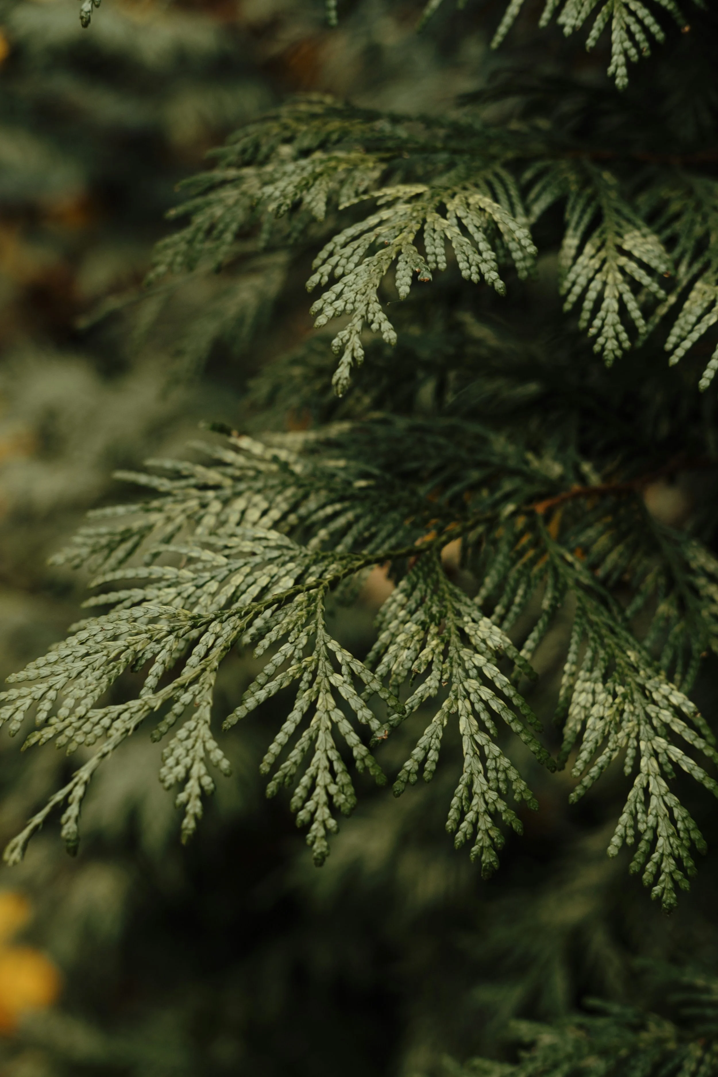 Close-up of green pine tree branches with overlapping textured foliage in natural lighting.