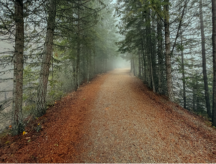 A dirt trail through a dense, foggy forest with tall trees on both sides.