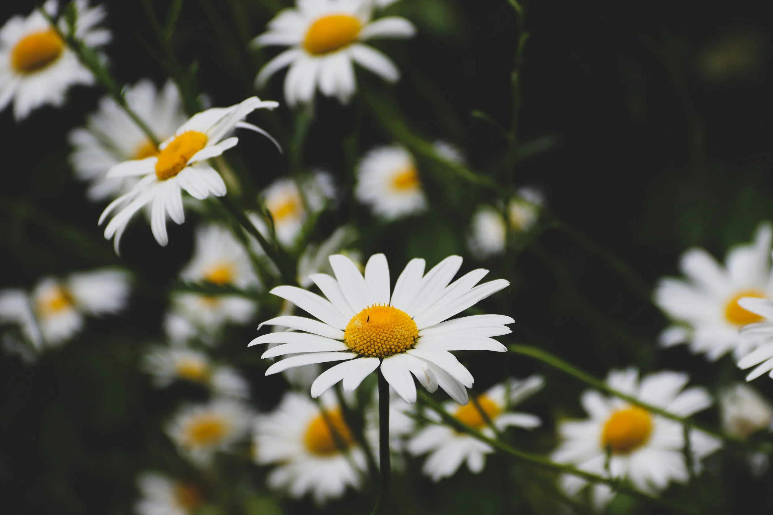 White flowers in a field.