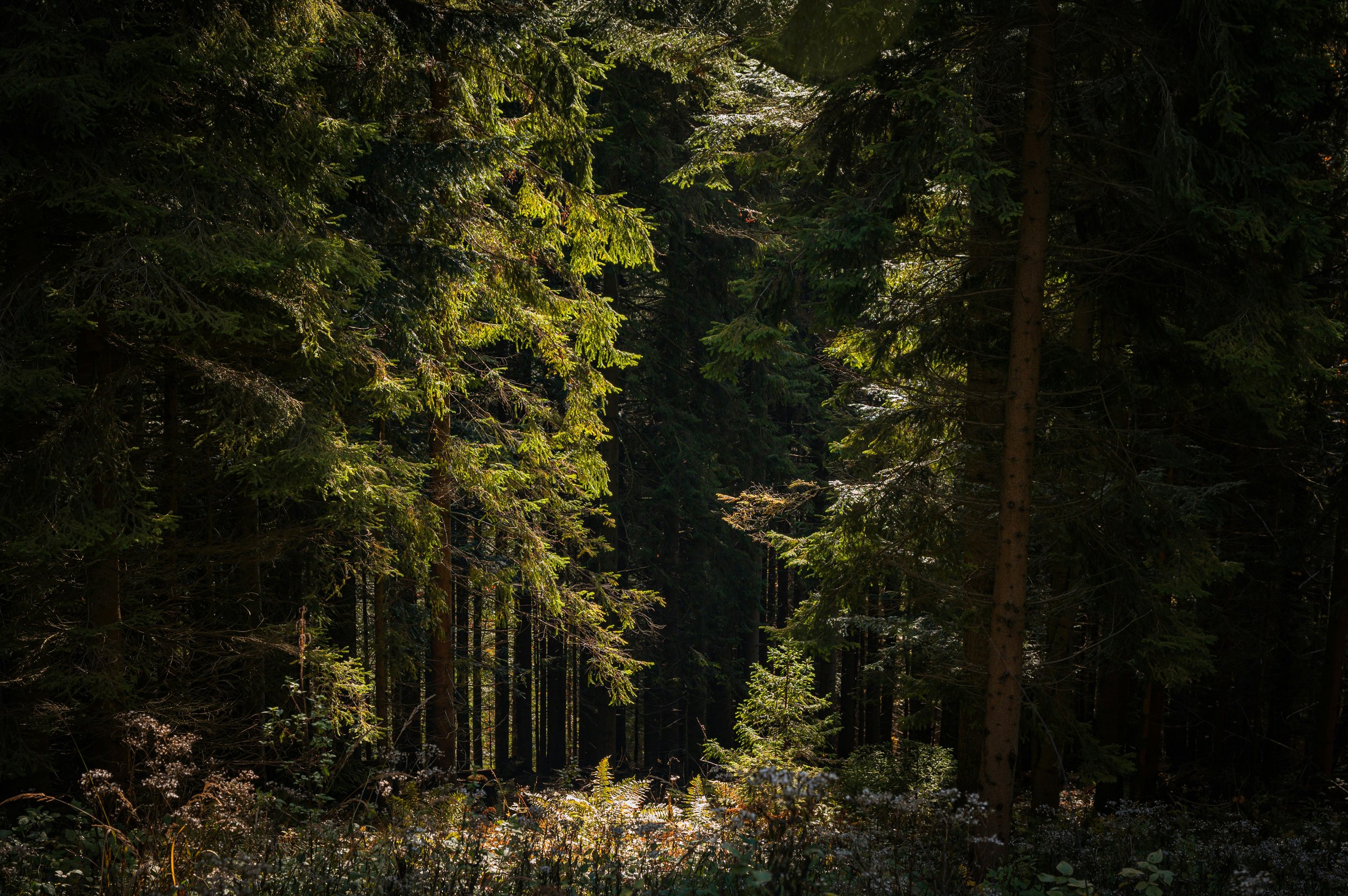 Dense forest with sunlight filtering through the evergreen trees.