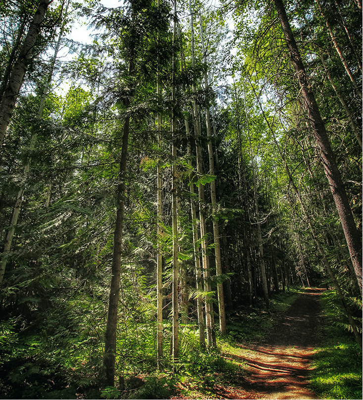 Sunlight filtering through a dense forest with tall trees and a dirt trail running through it.