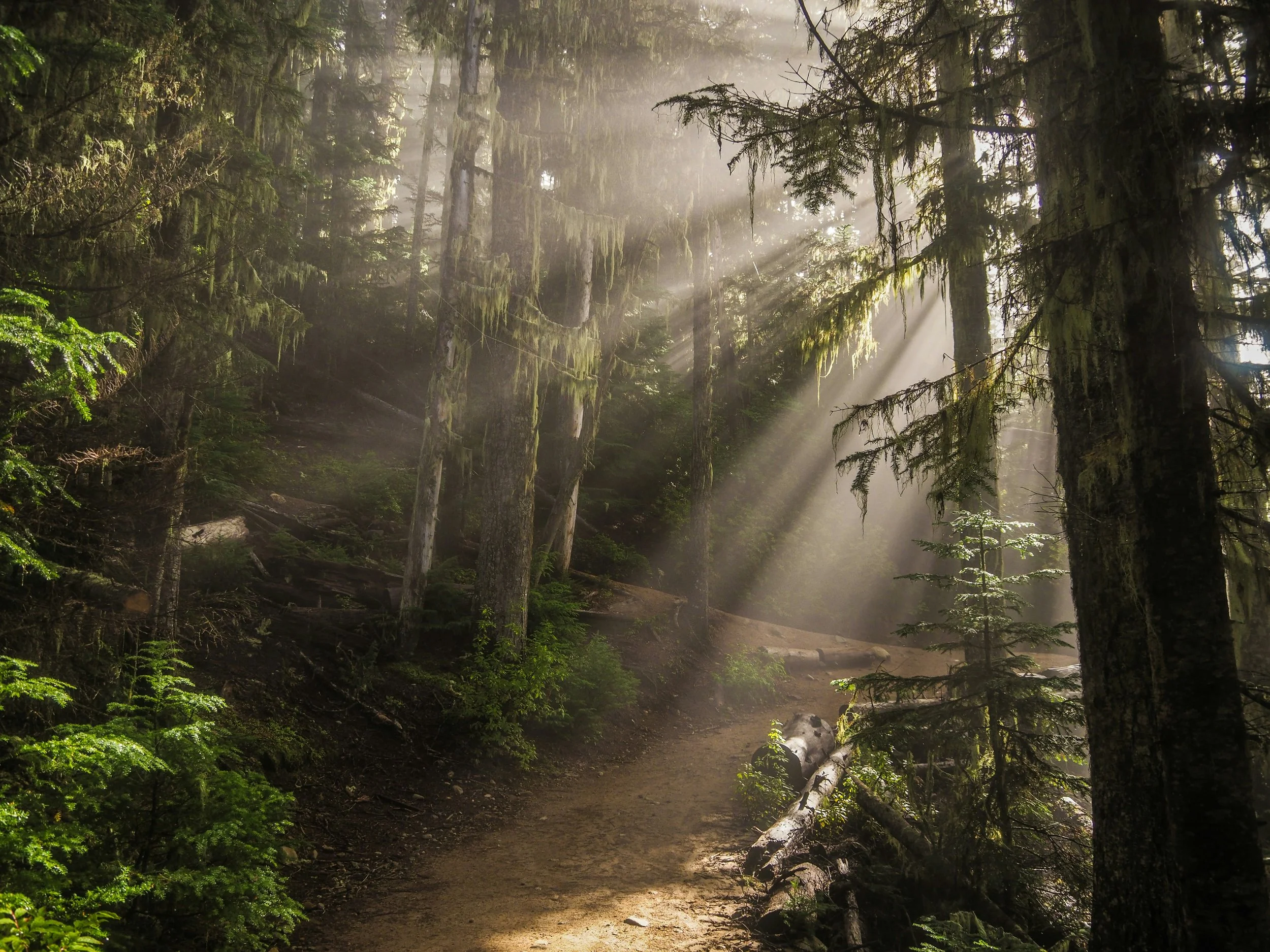 Sunlight rays filtering through the dense canopy of a lush green forest, illuminating the dirt trail on the forest floor.