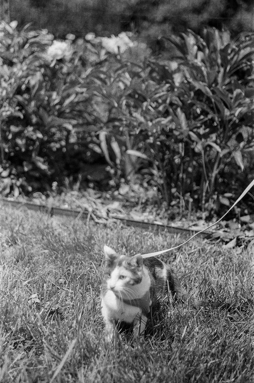 35mm Plant Sale-9.jpg