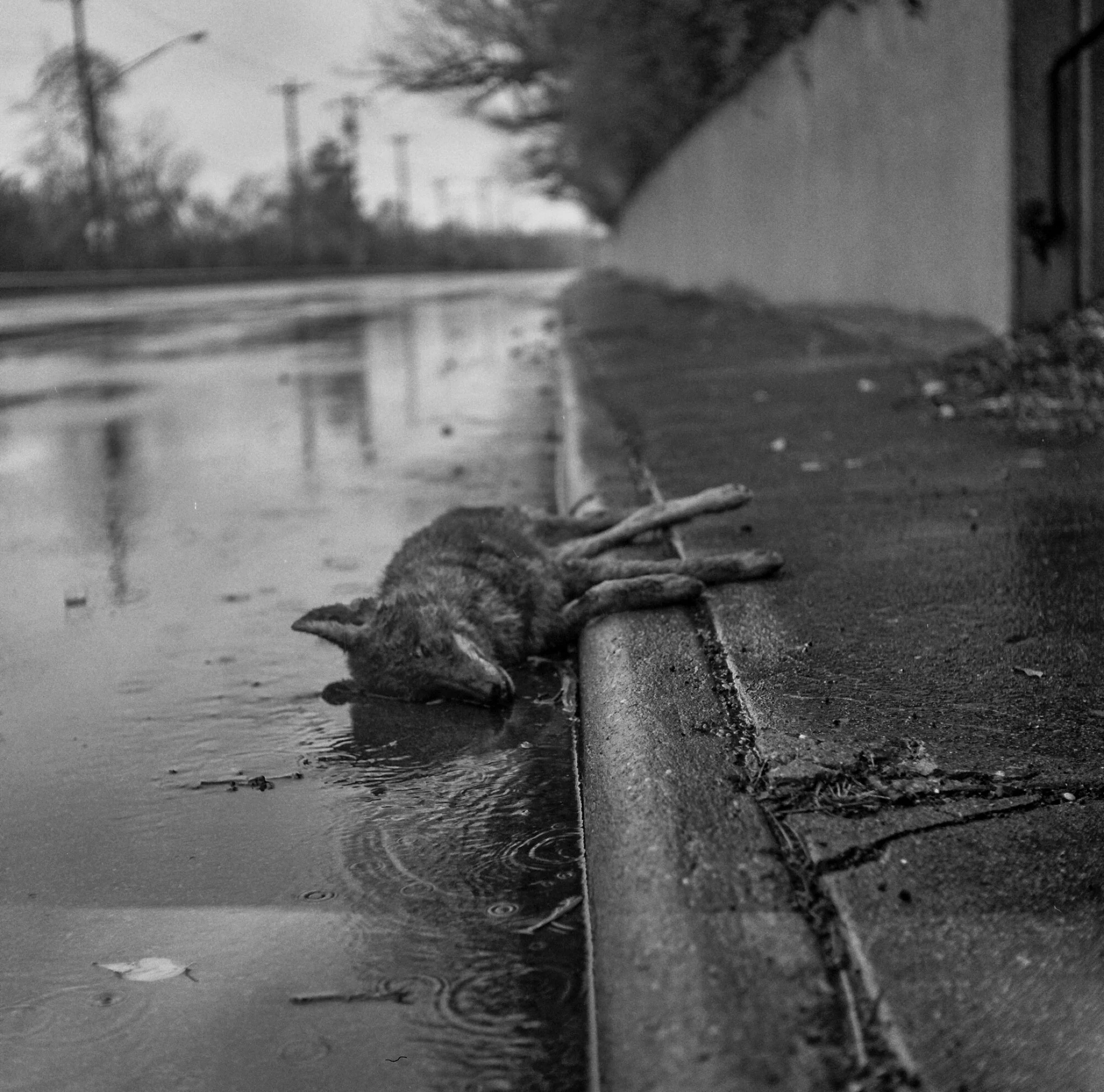 Black and white photograph of a rainy street scene, showing a reflected streetlamp and power lines on wet pavement with raindrops falling.